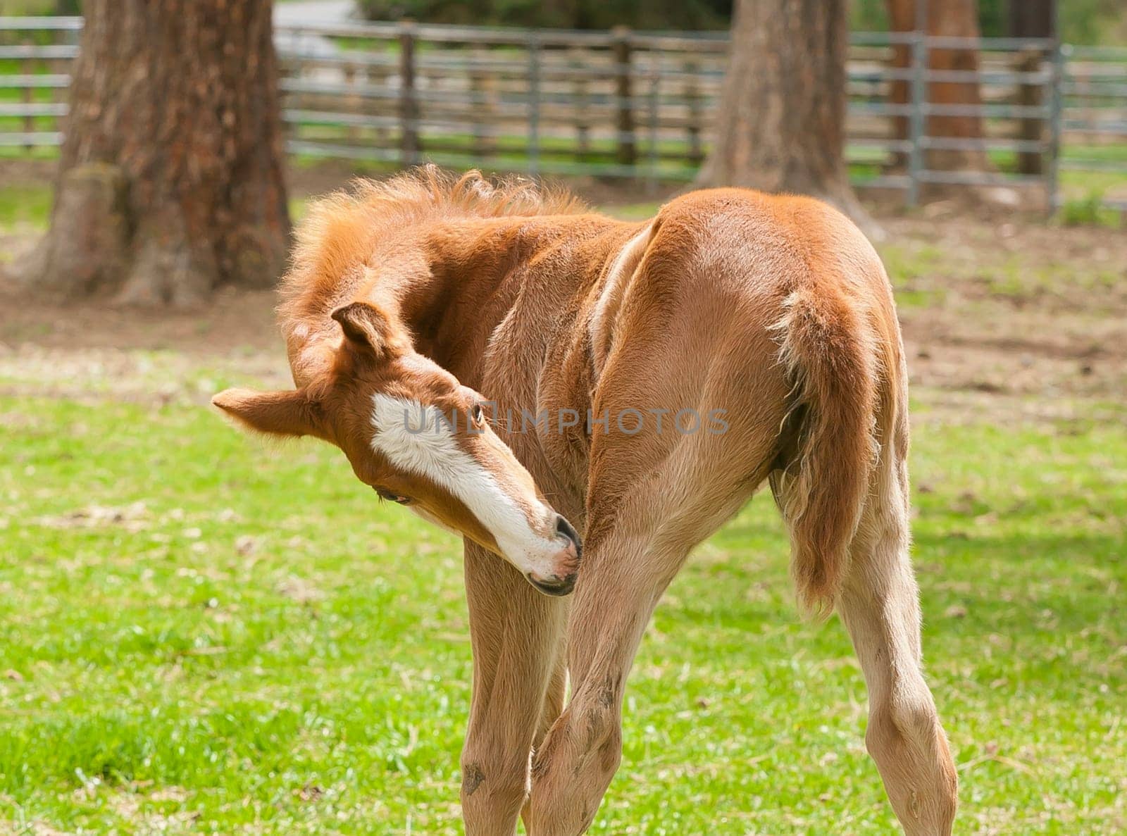 A small colt in a grassy field near Hayden, Idaho cleans itself.