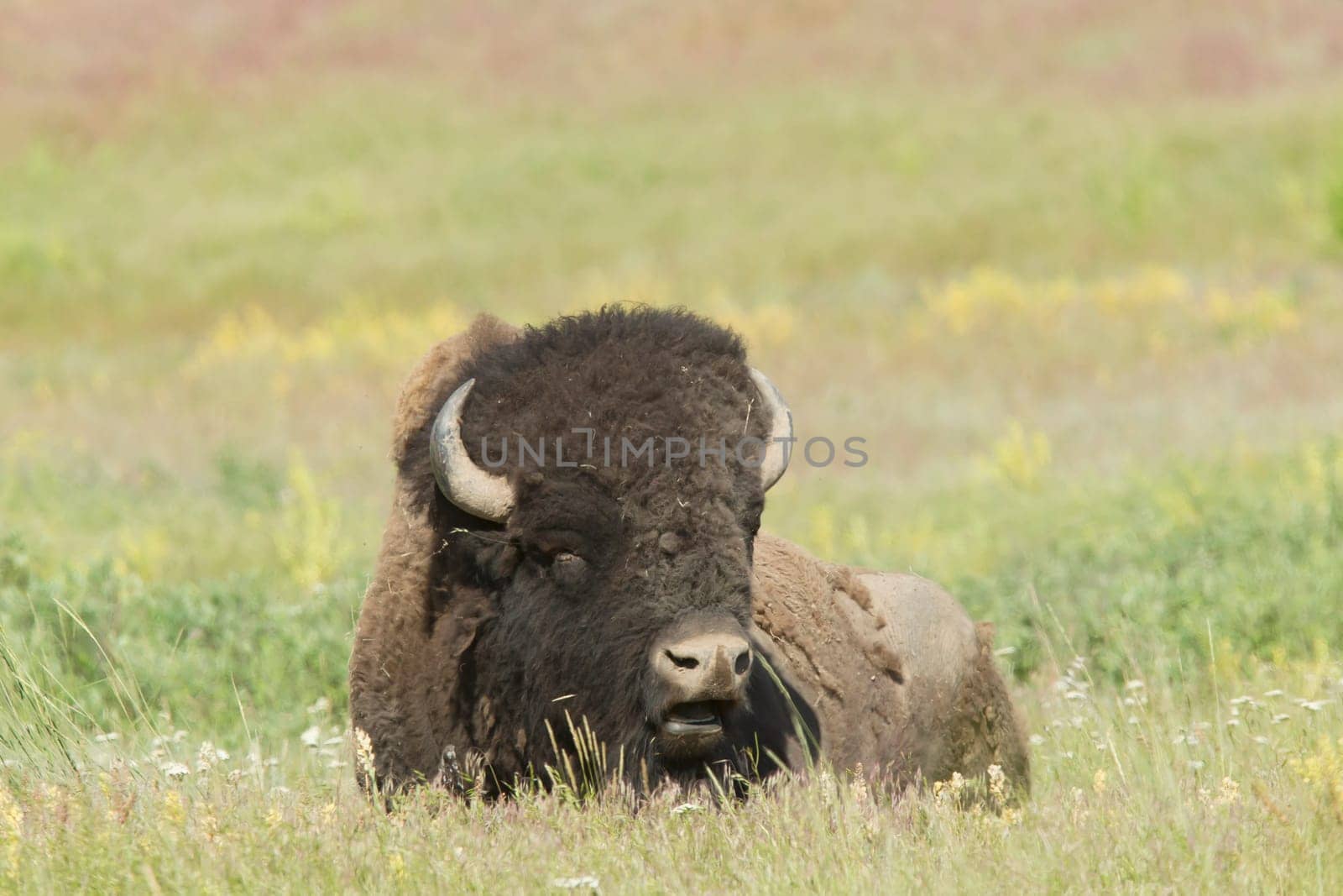 Large bison with big horns lays in the grass at the National Elk and Bison Range in Montana
