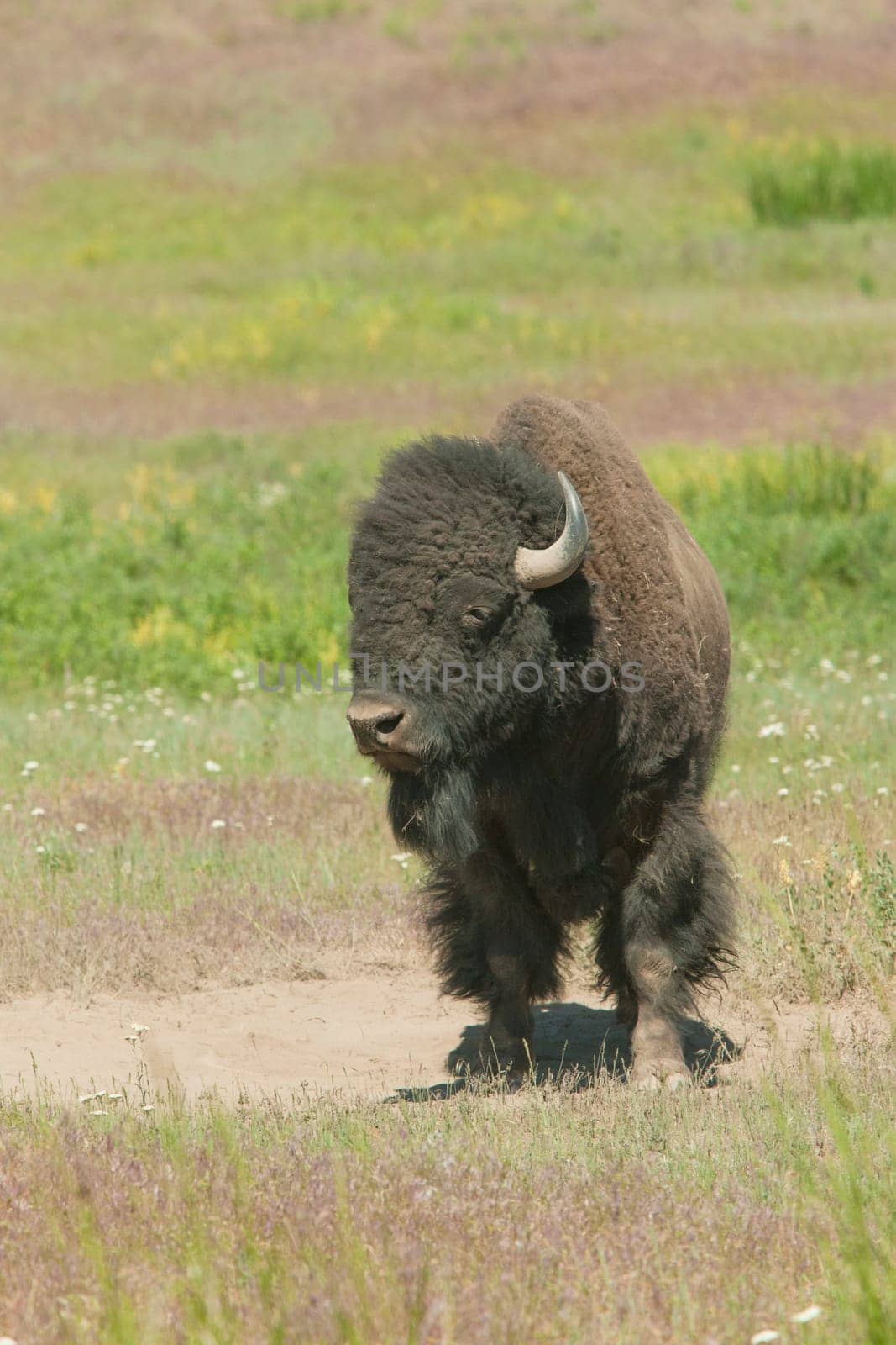 A closeup of a large buffalo at the National Elk and Bison Range in Montana