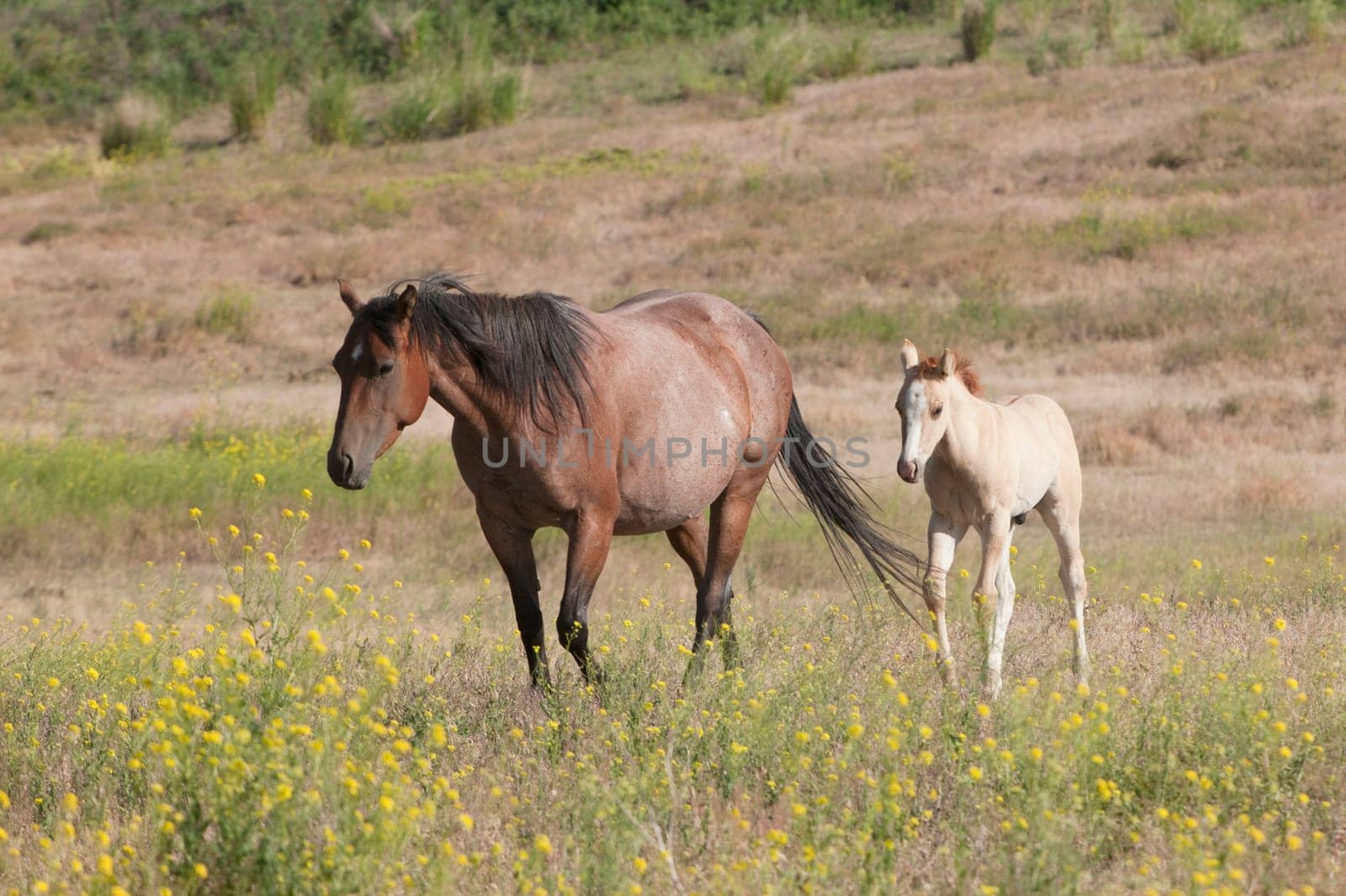 A horse and its colt in the field near Dixon, Montana.