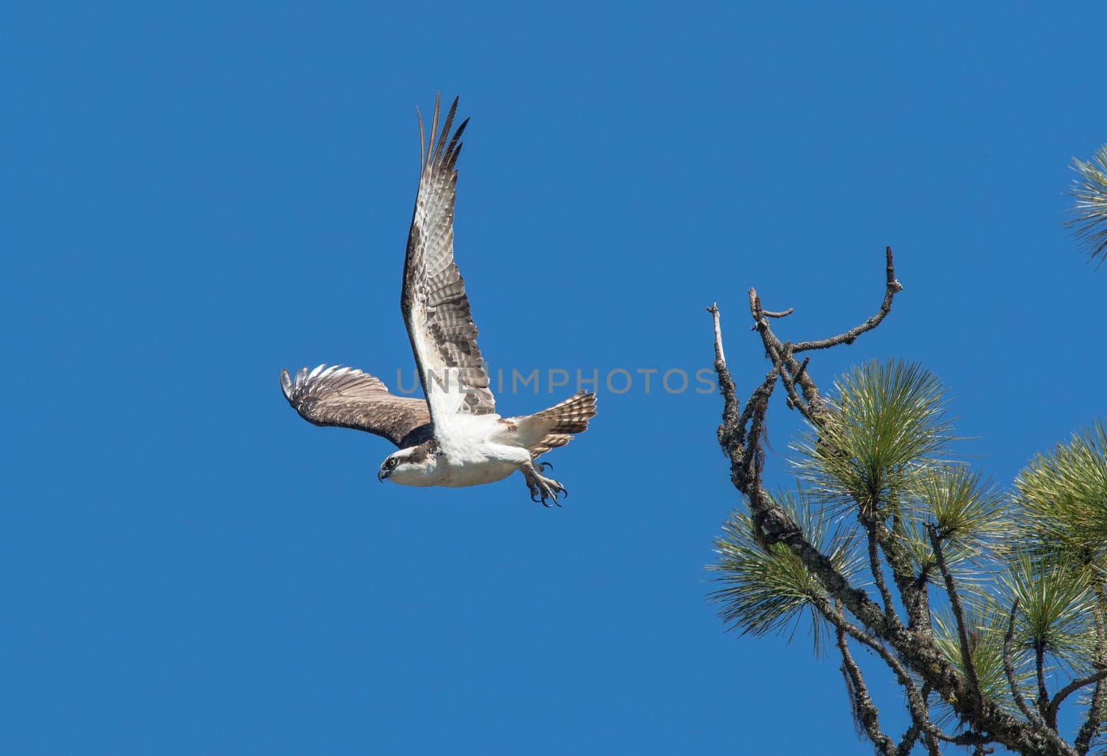 An Osprey takes off from a pine tree branch.