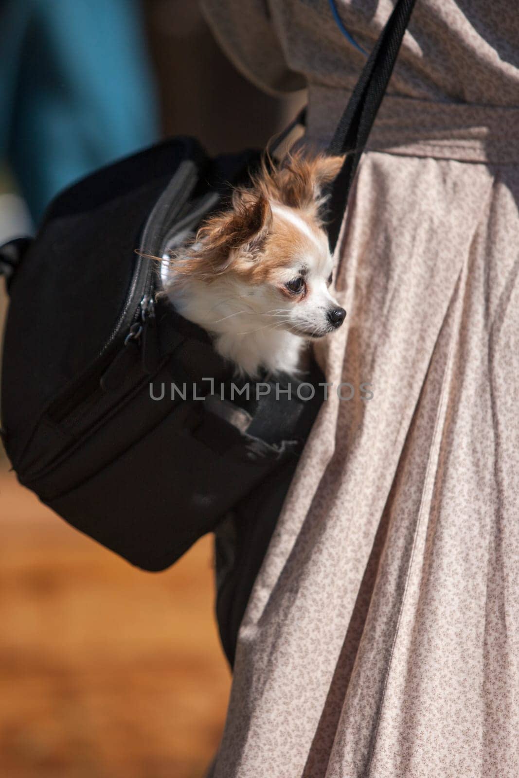 A small chihuahua pops its head out of a carry bag.