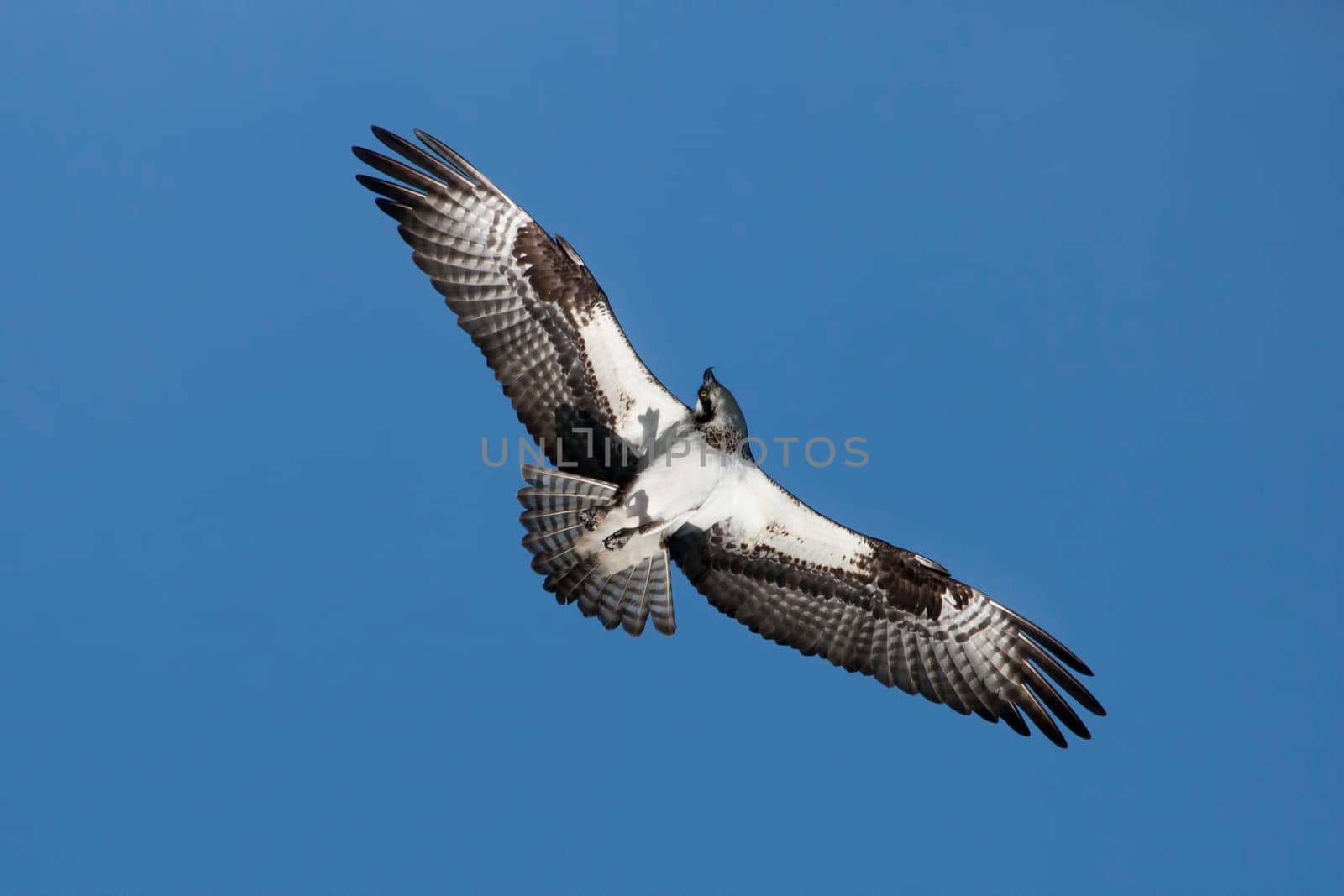 An osprey soars up in the bright blue sky above Fernan Lake in north Idaho searching for food.