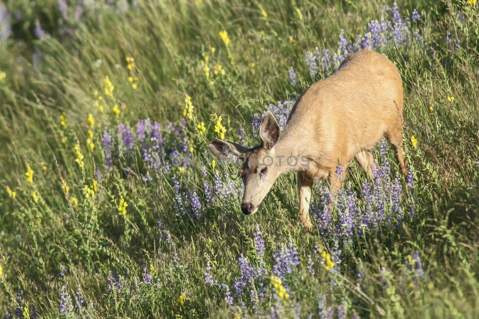 A white tail deer moves along in the grass at the National Elk and Bison Range in Montana.