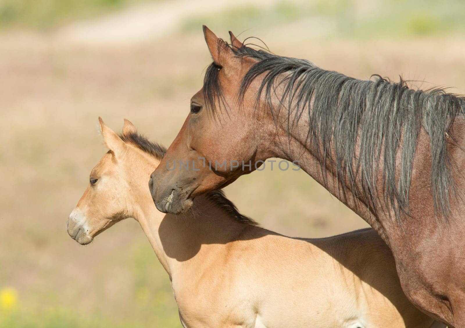A horse and its colt in the field near Dixon, Montana.