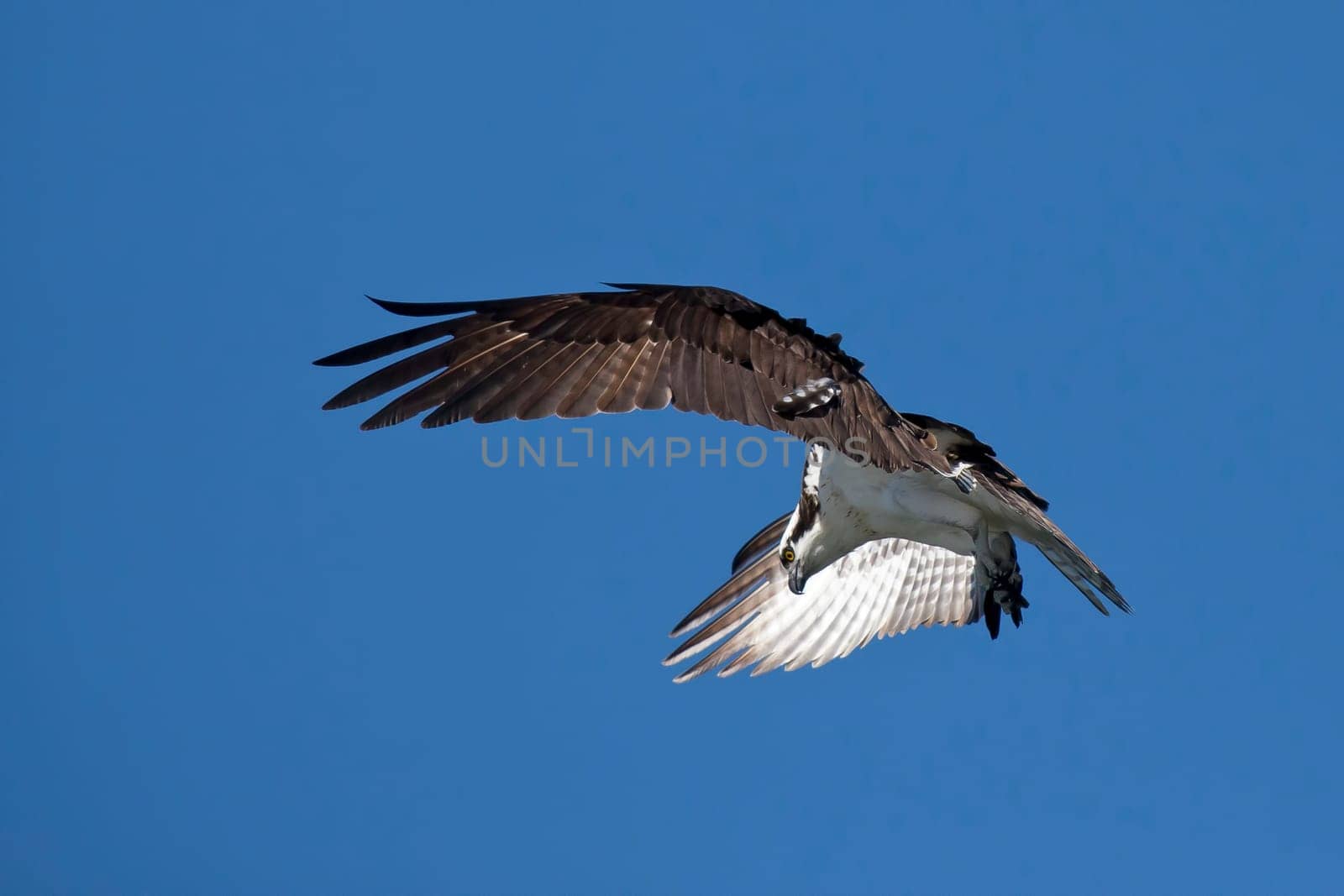 An osprey soars up in the bright blue sky above Fernan Lake in north Idaho searching for food.