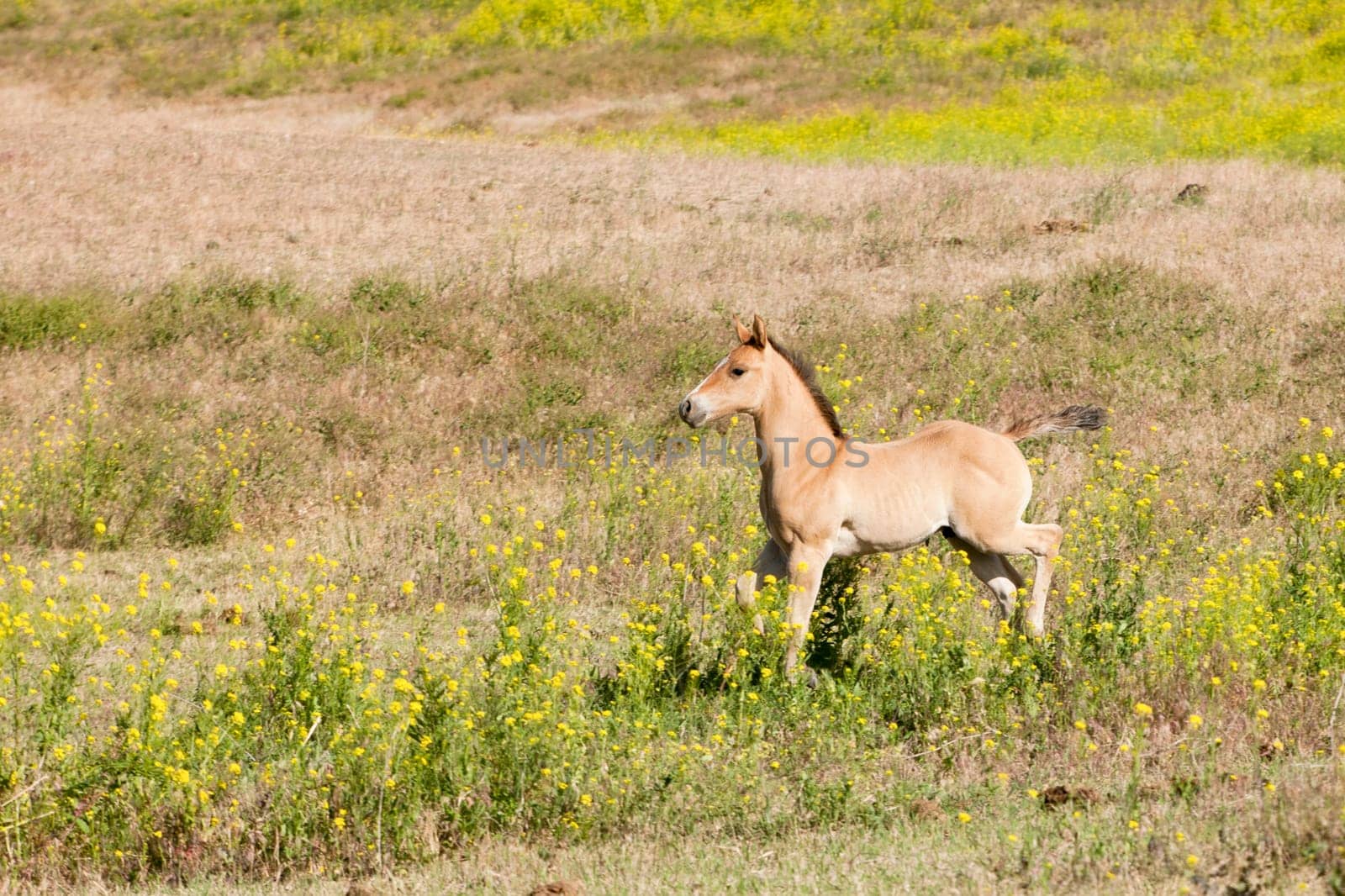 A young colt in the field near Dixon, Montana.
