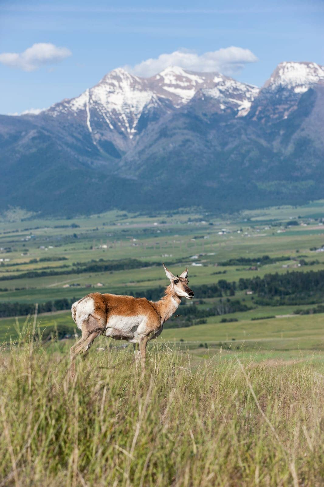 An Antelope stands on a hill with mountains in the background at the National Elk and Bison Range in Montana.