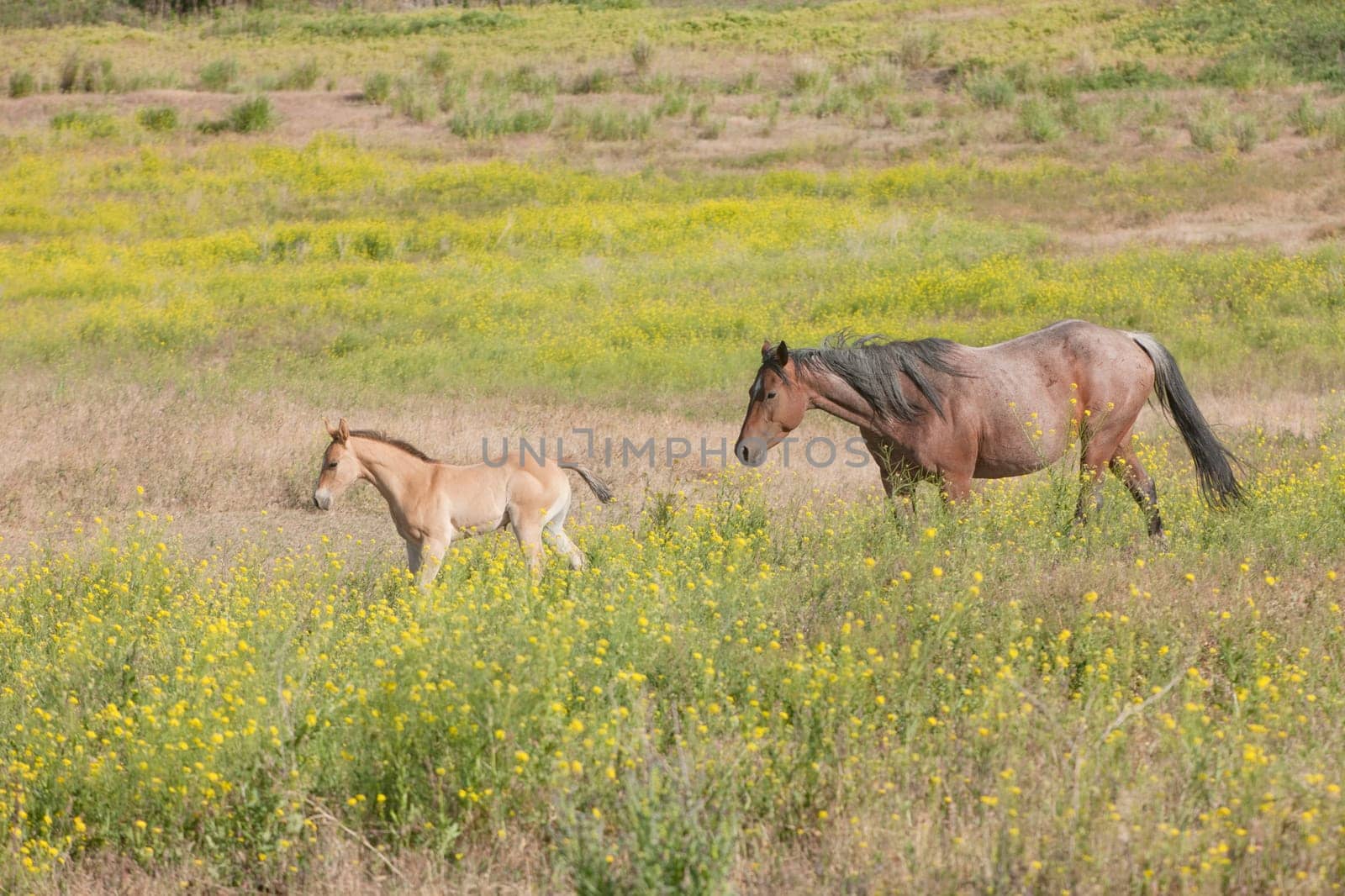 A horse and its colt in the field near Dixon, Montana.