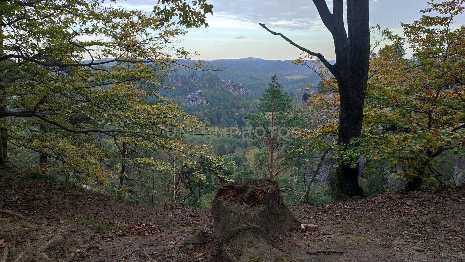 Tree rocky landscape park nature reserve outdoor shotlisttravel travel tourism forest autumn summer day . High quality photo Czech Republic Europe trees