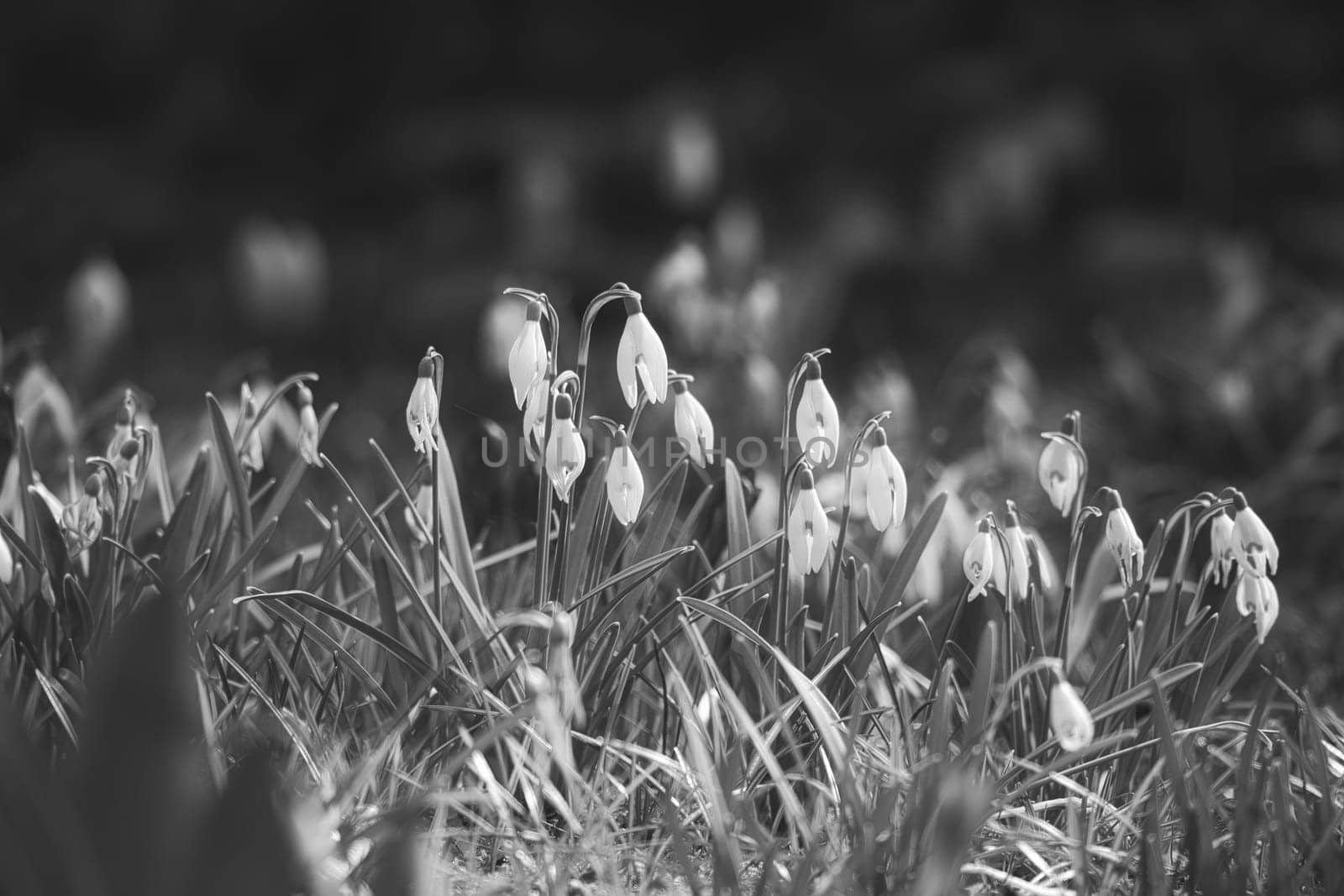 Gentle snowdrops bloom in spring among green grass in black and white. Delicate, white flowers symbolize a new beginning and the awakening of nature. Macro photography of flowers.