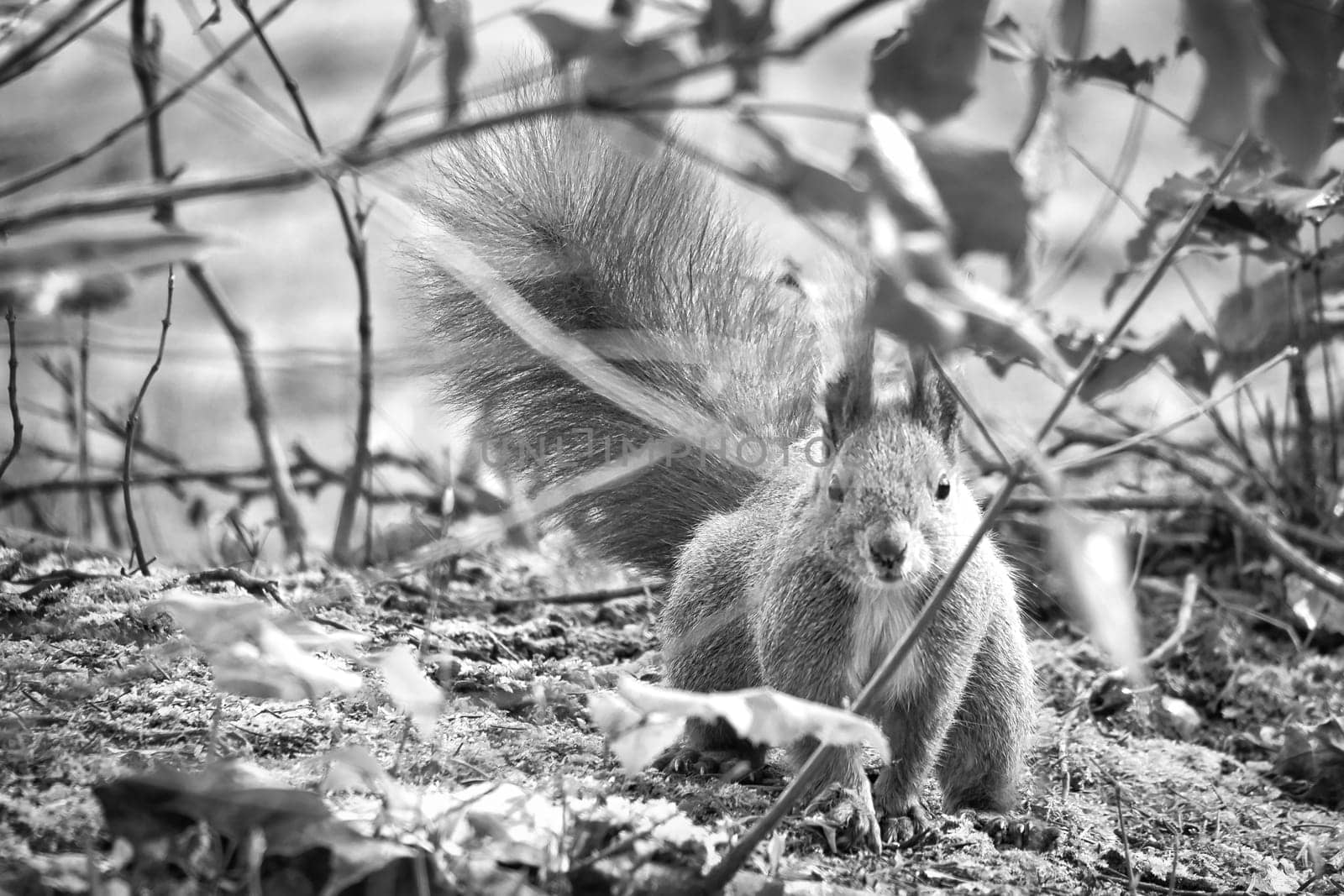 Red squirrel with bushy tail sitting in the bushes. Spring like nature mood with bright colors.