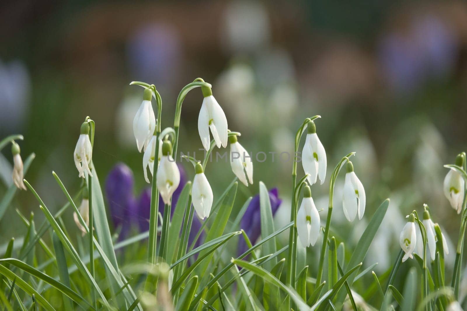 Gentle snowdrops bloom among the green grass in spring. Delicate, white flowers symbolize a new beginning and the awakening of nature. Macro photography of flowers.