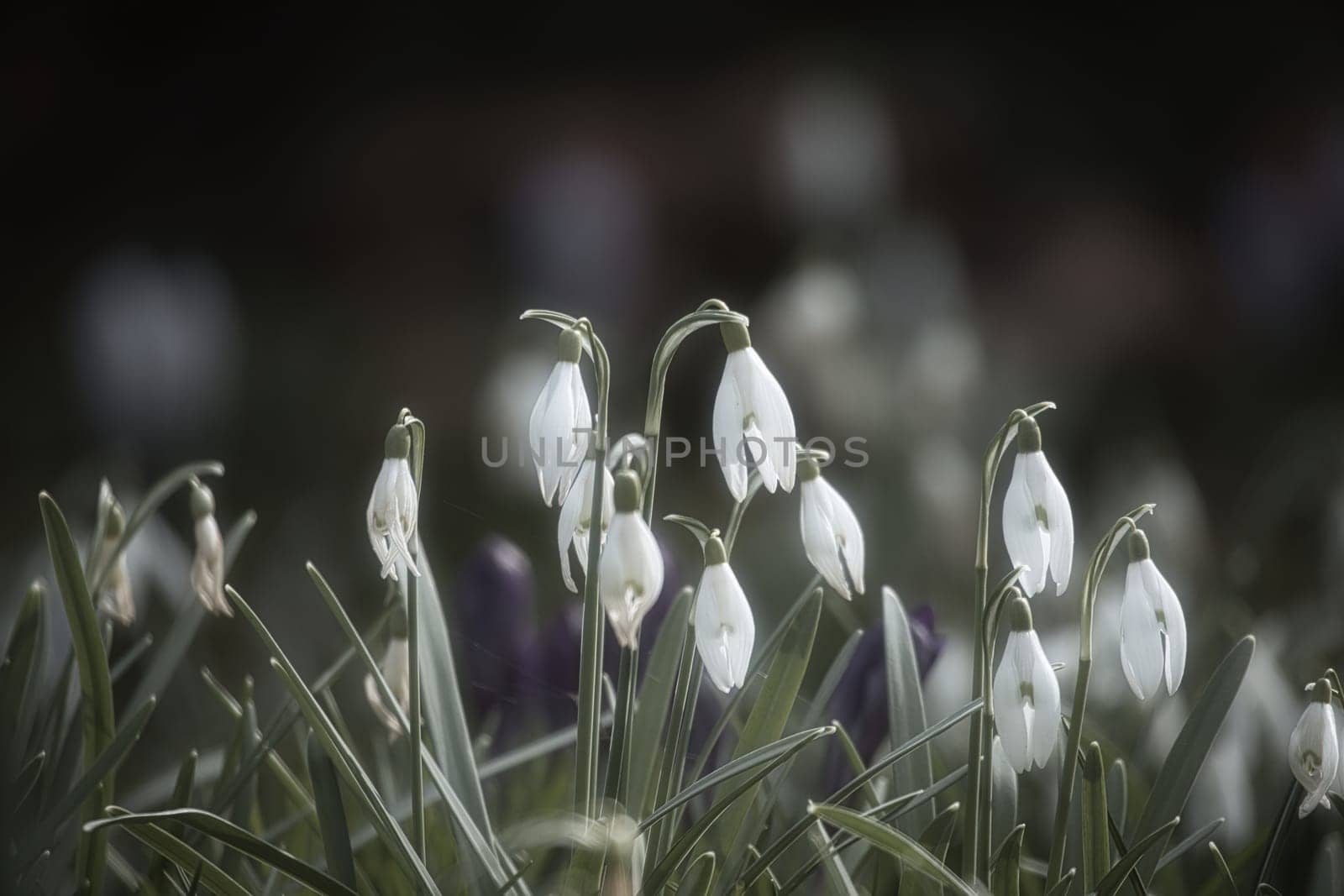 Gentle snowdrops bloom among the green grass in spring. Delicate, white flowers symbolize a new beginning and the awakening of nature. Macro photography of flowers.