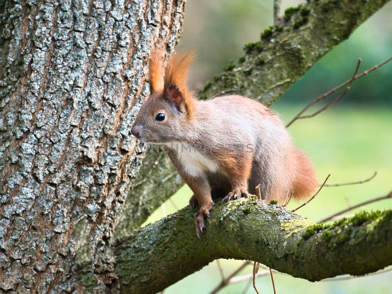 Red squirrel with bushy tail on a branch of a tree. Spring like nature mood with bright colors.