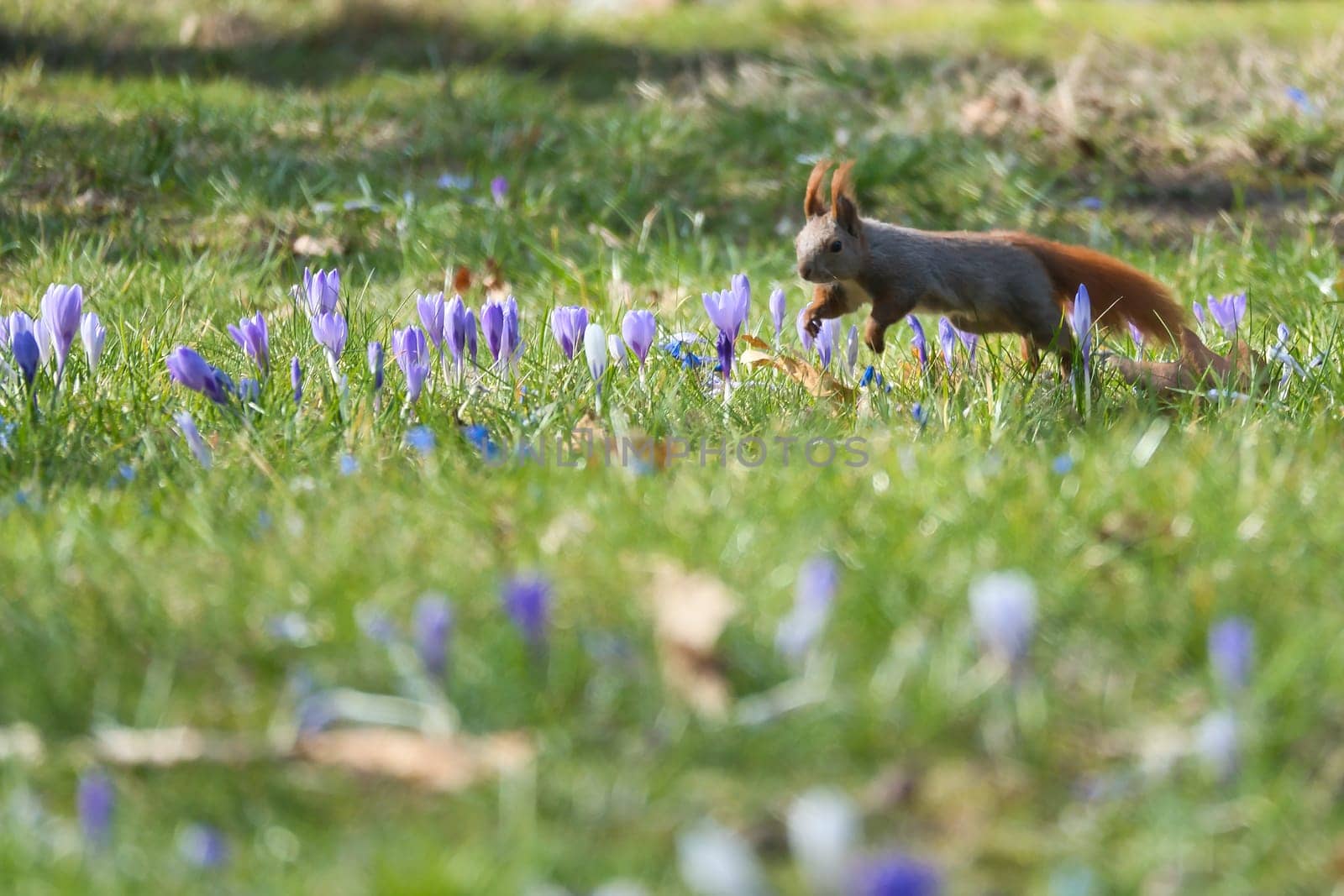 Red squirrel with bushy tail jumps in the sunlight on a green meadow with crocus. Spring like nature mood with bright colors.