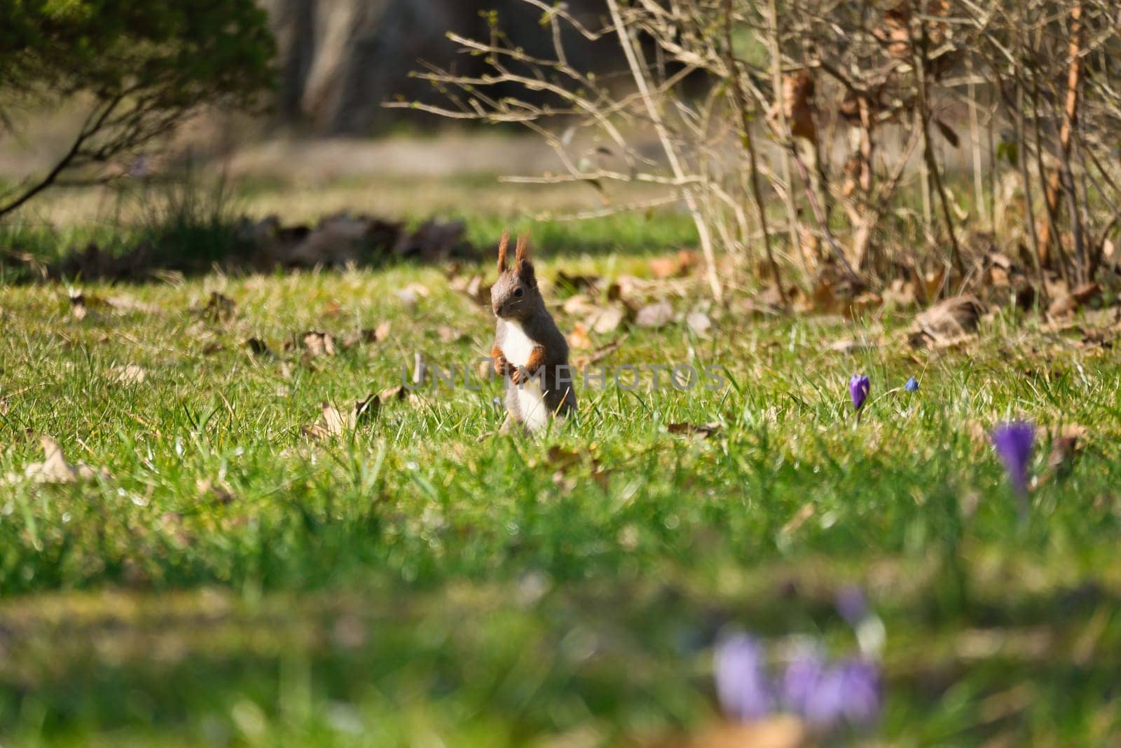 Red squirrel with bushy tail upright in the sunlight on a green meadow. Spring like nature mood with bright colors.