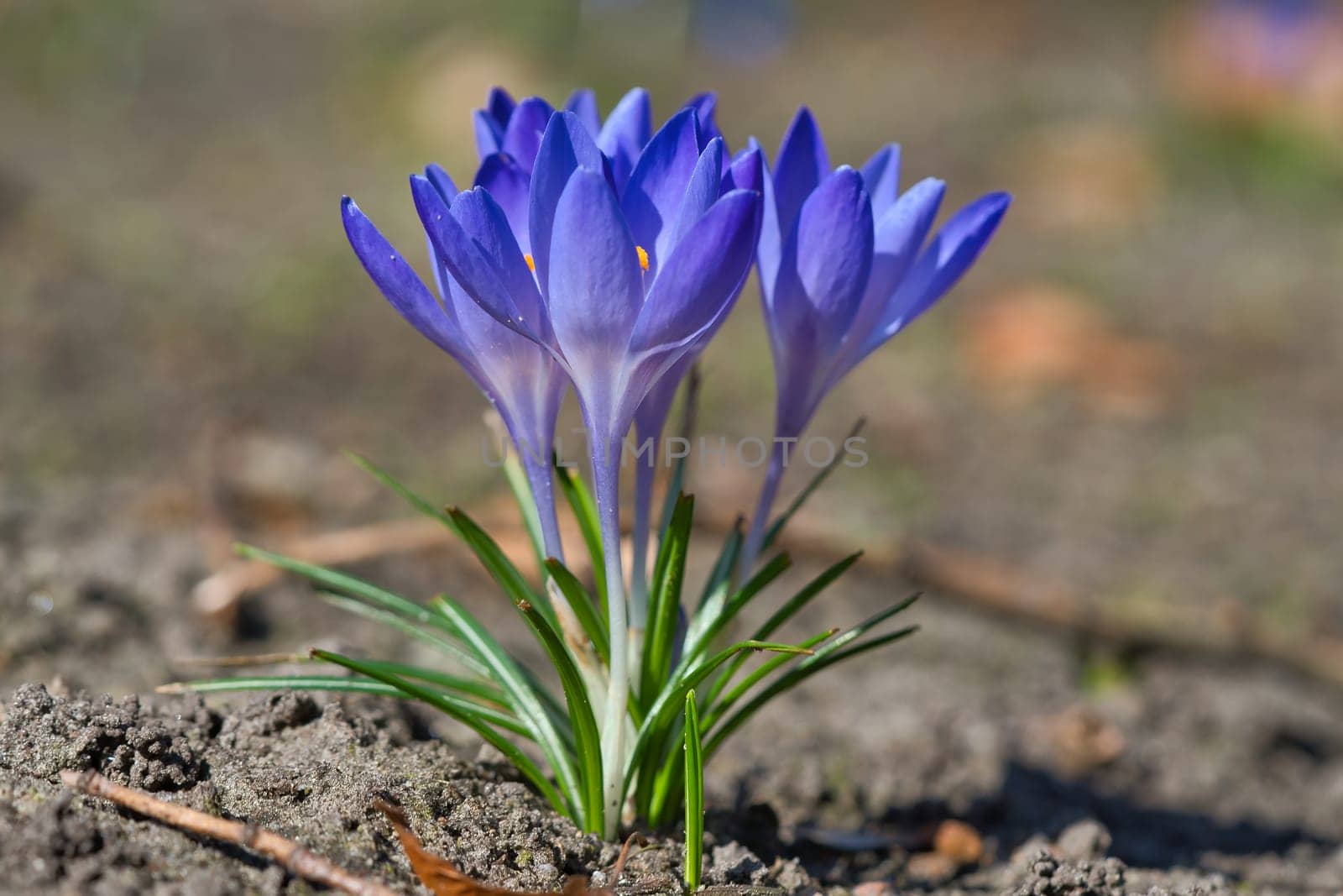 A purple crocus blooms on barren soil in spring. Macro shot with focus on the delicate petals. Natural beauty and a new beginning in nature.