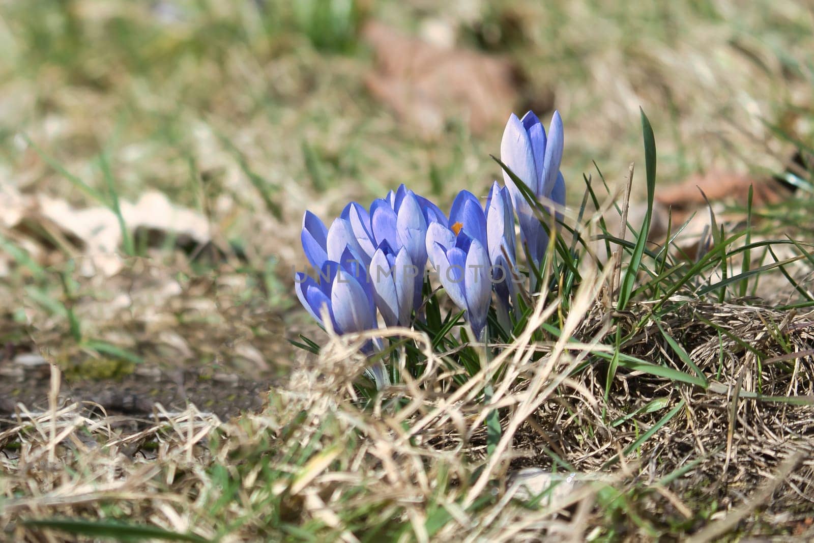 A purple crocus blooming in a meadow in spring. Macro shot with focus on the delicate petals. Natural beauty and a new beginning in nature.