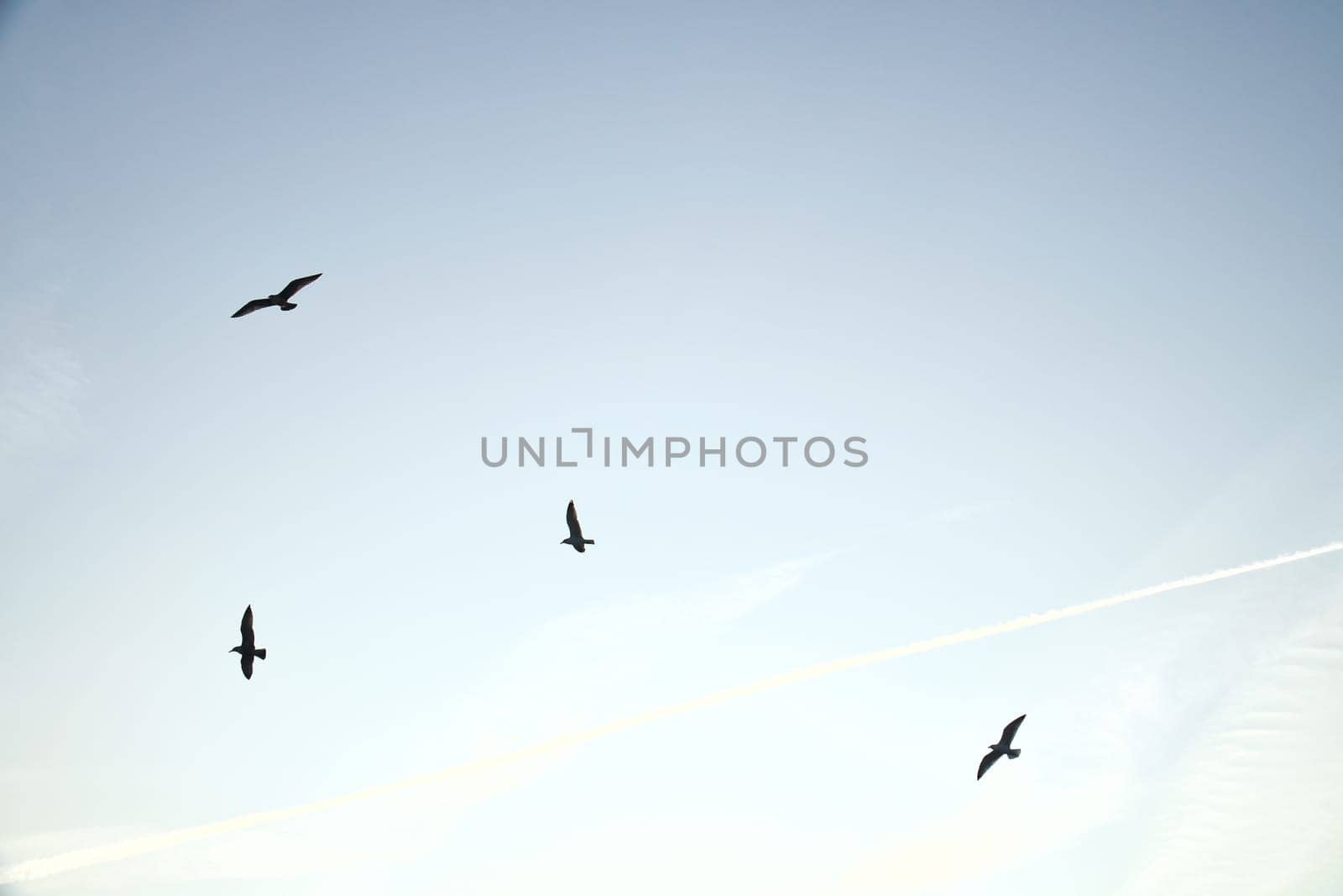 Seagulls glide gracefully through the clear sky, accompanied by gentle clouds and contrails. Wildlife photos of birds. Minimalist nature photography with freedom and lightness.