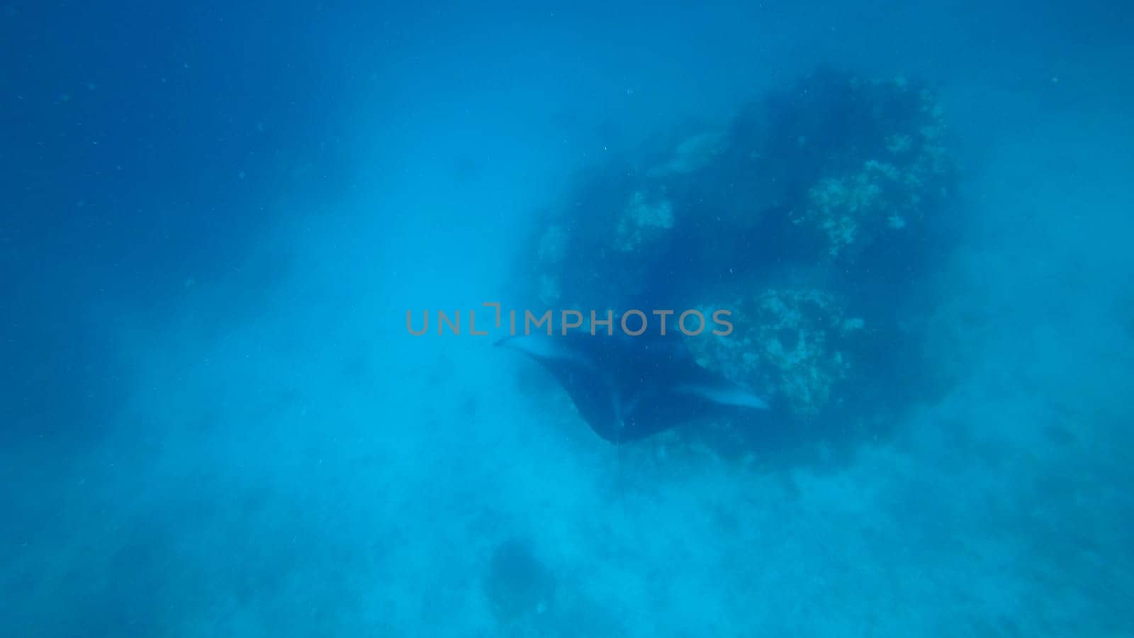 Giant oceanic manta ray swimming gracefully near a vibrant coral reef in the clear blue waters of the ocean, creating a breathtaking underwater scene