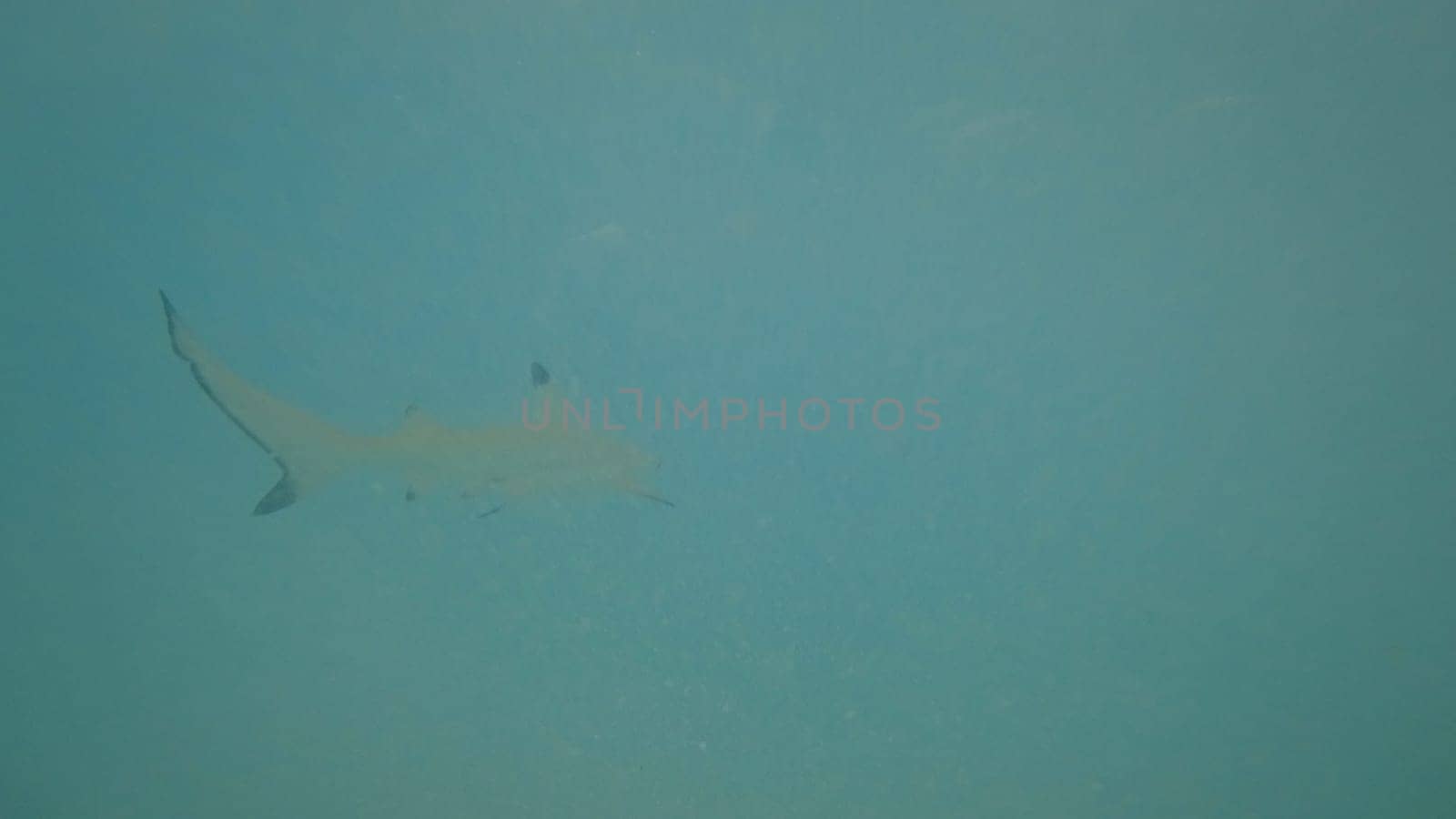 Blacktip reef shark swimming peacefully in the clear turquoise water of a tropical ocean, showcasing the beauty and tranquility of marine life