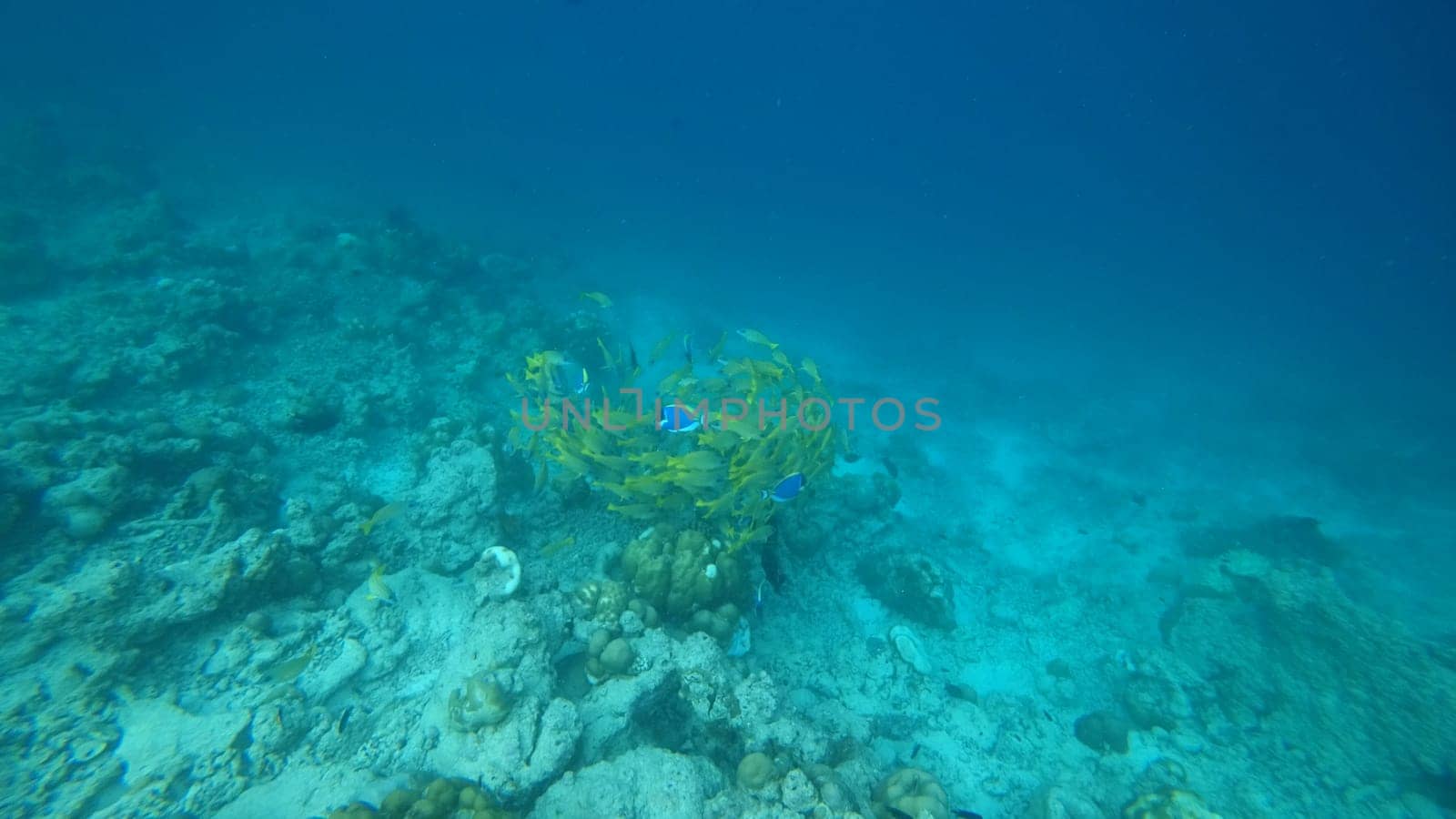 Swirling in unison, a school of vibrant yellow and blue fish glides gracefully over a colorful coral reef, showcasing the breathtaking beauty of a tropical ocean ecosystem