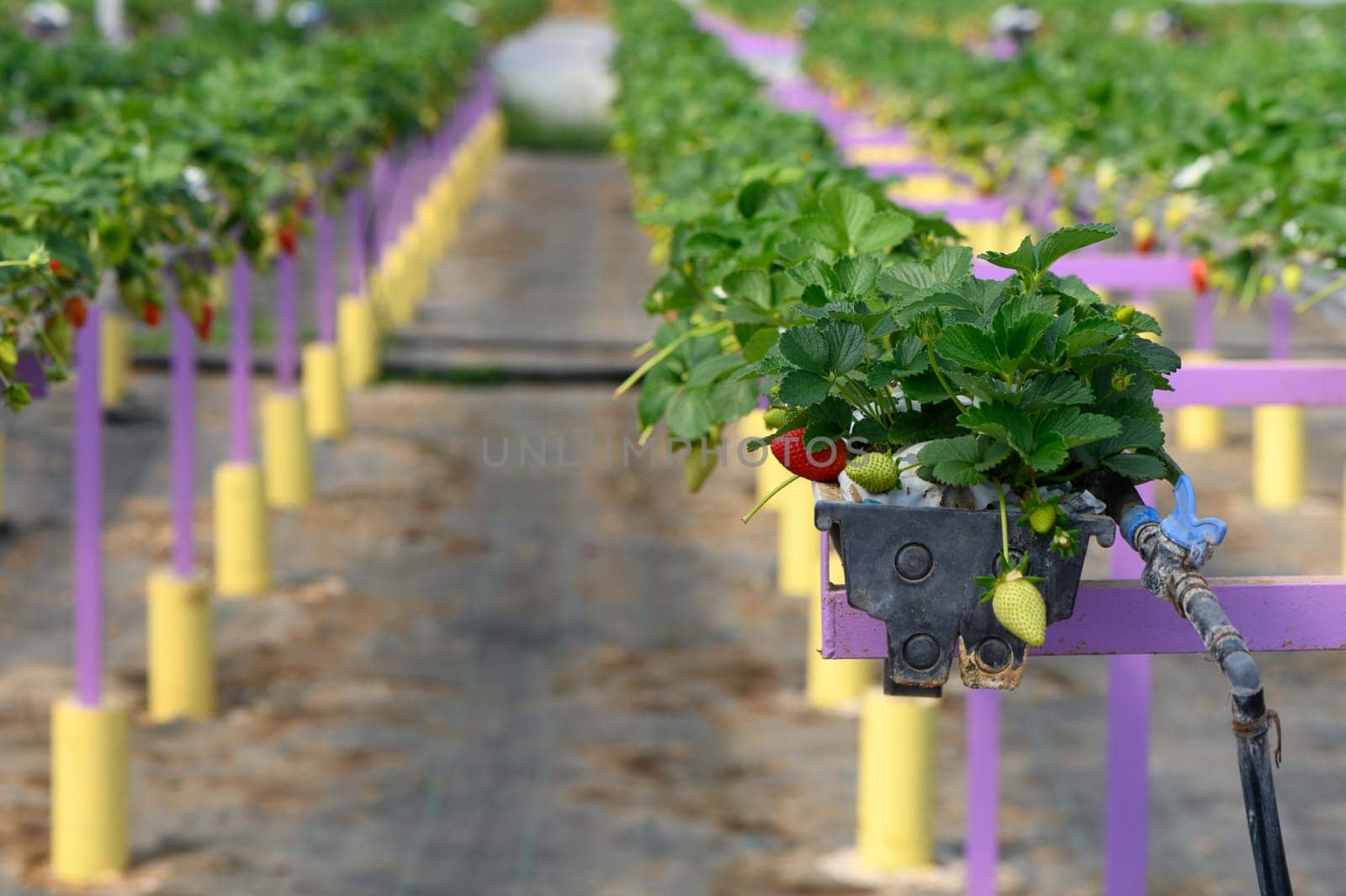 Rows of lush strawberry plants thrive in a modern farm setting, showcasing vibrant greenery and colorful purple supports under the warm sun, promising a fruitful harvest.