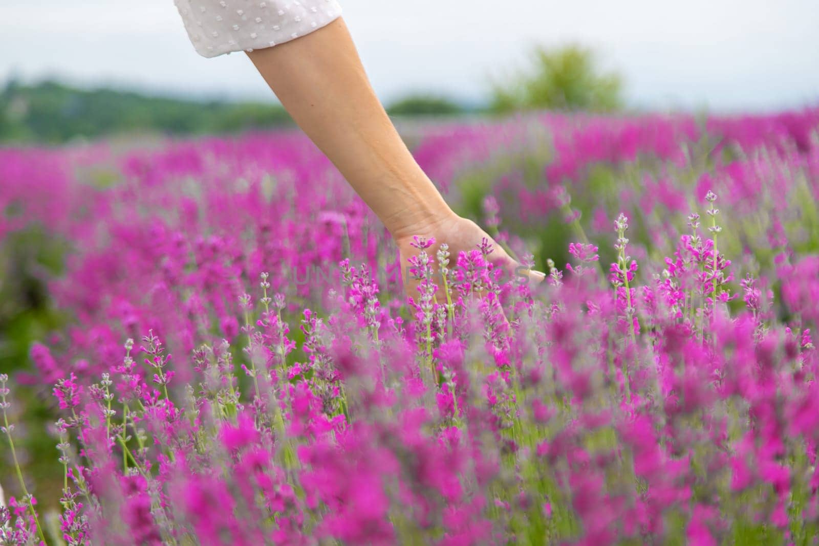 Woman's hand gently touching lavender flowers