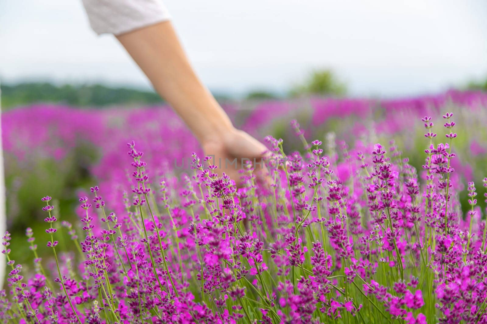 Woman's hand gently touching lavender flowers