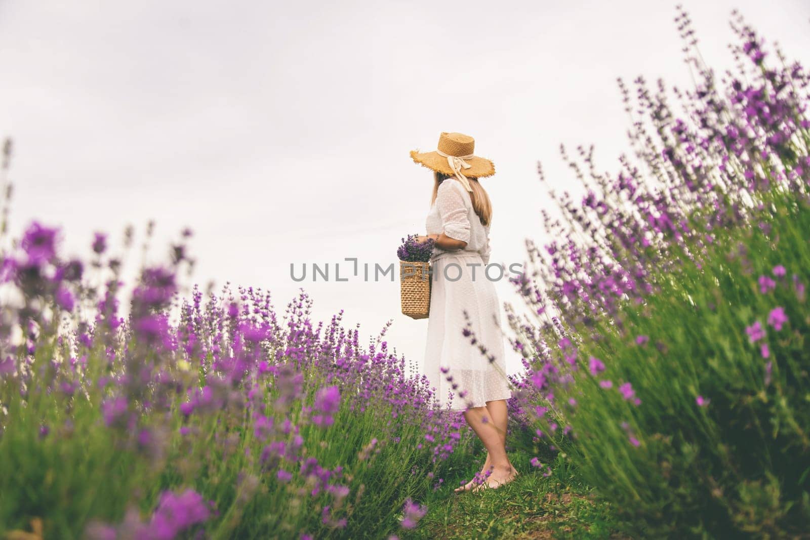 Woman lavender field. Happy carefree woman in white dress walking through lavender field