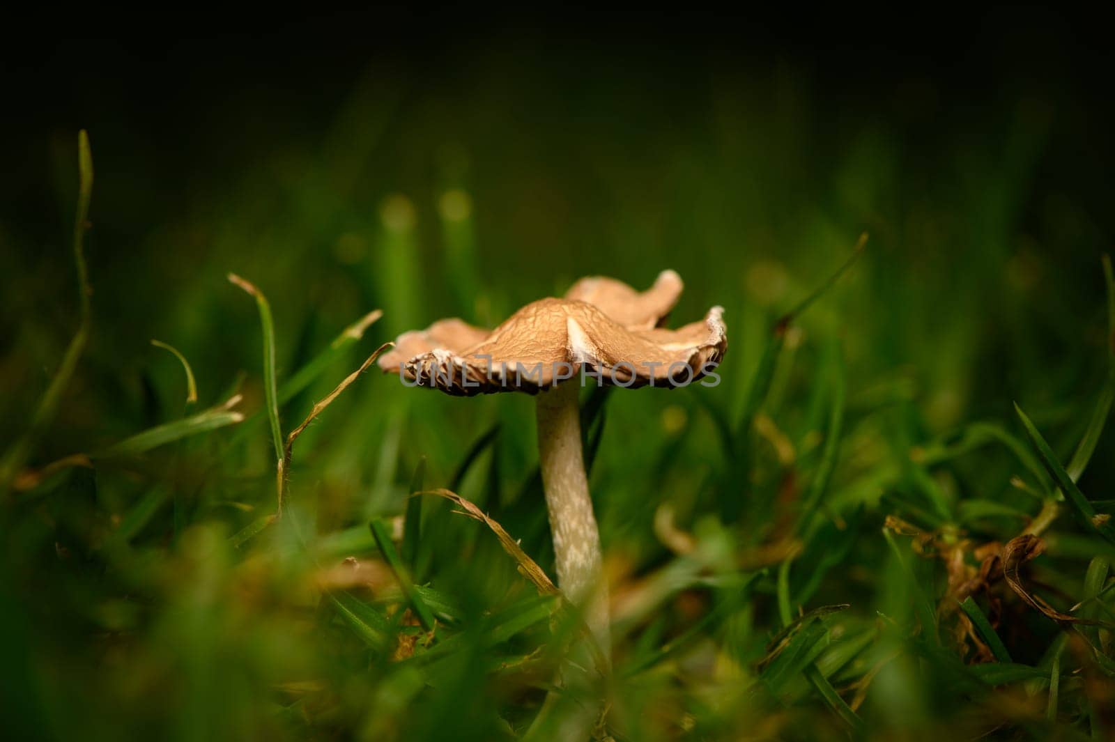 Delicate mushroom stands tall amidst vibrant green blades as evening light softens the landscape around it.