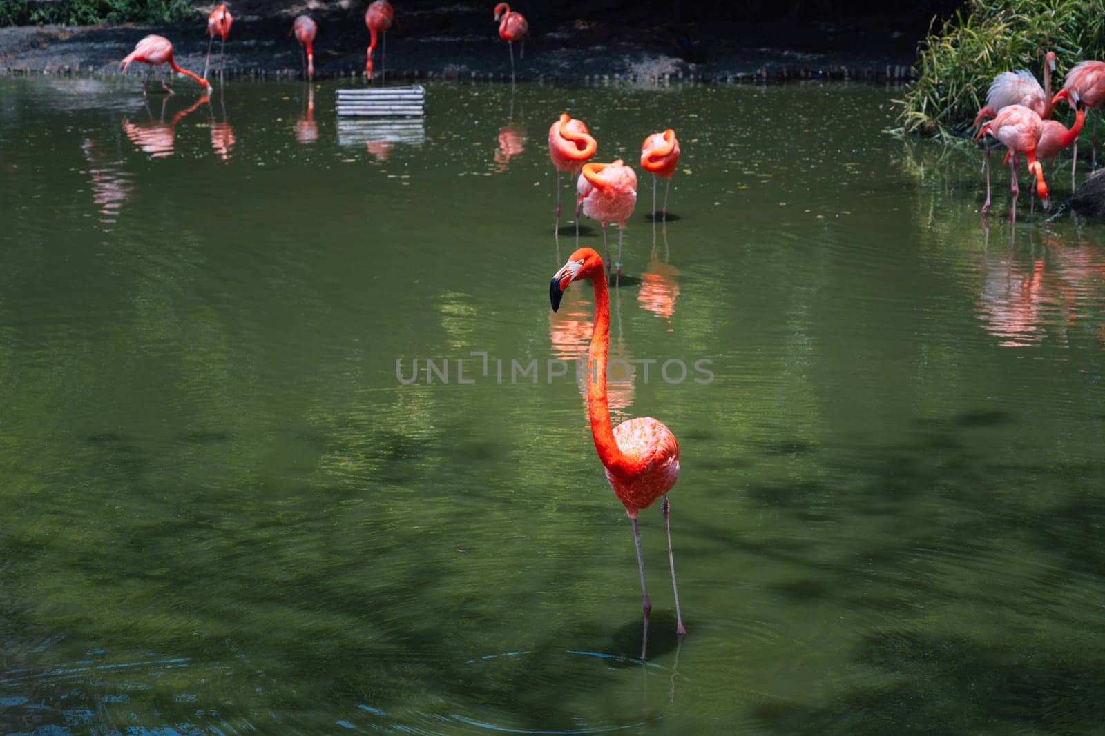 pink flamingos on a lake in the forest in nature