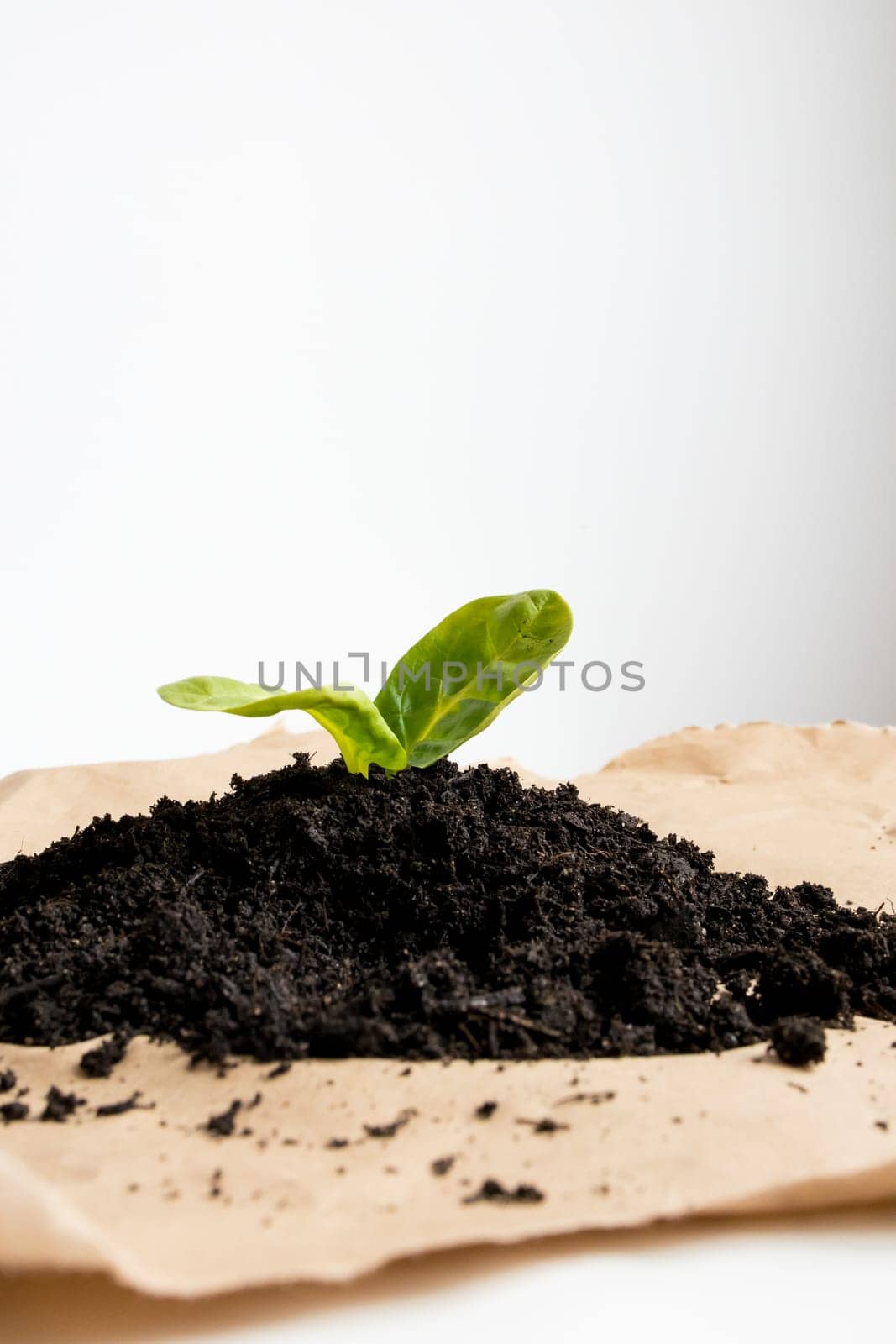 Small green plant emerging from soil on brown paper surface.