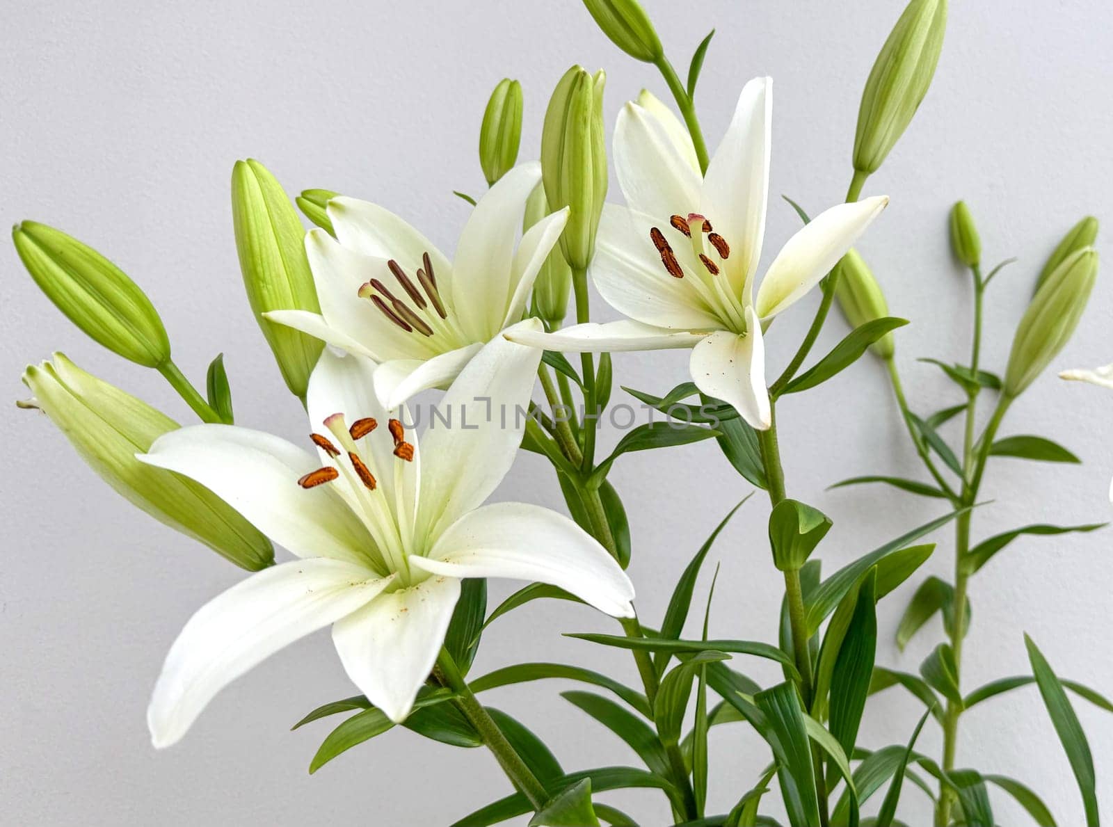 Elegant White Lilies with Buds Displaying Graceful Blooms Against Neutral Background. White lilies in full bloom accompanied by unopened buds, displaying natural beauty and elegance against a simple neutral background, perfect for themes of nature, purity, and fresh floral aesthetics.