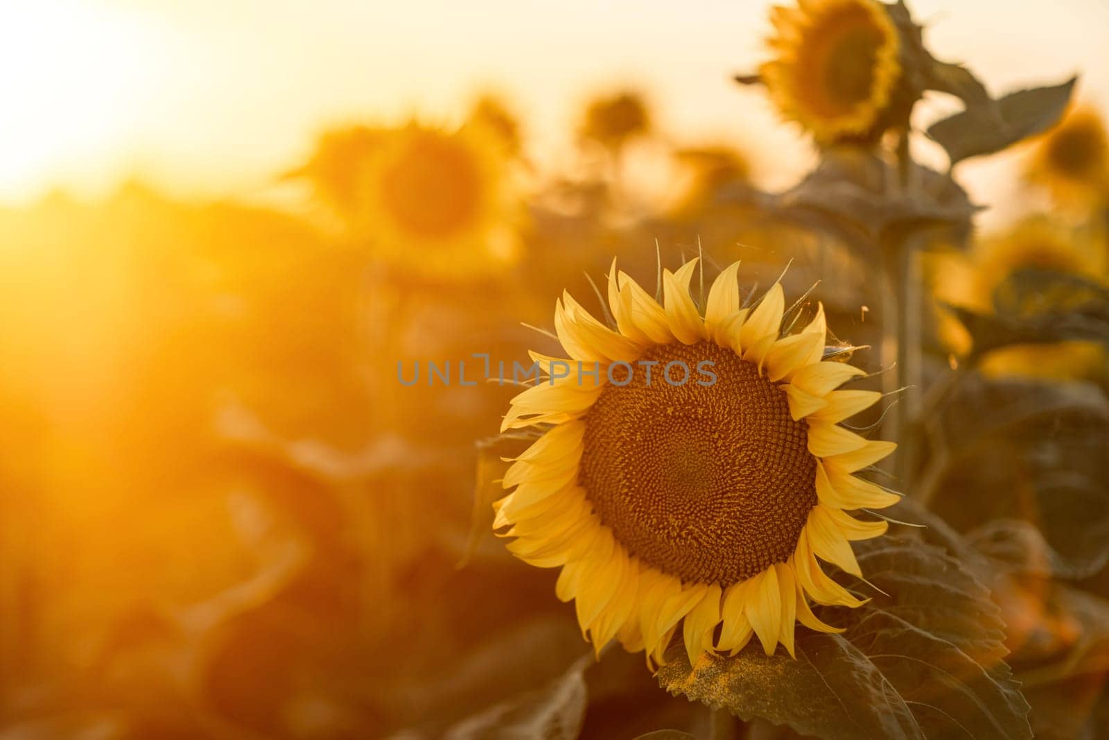 A beautiful field of sunflowers against the sky in the evening light of a summer sunset. Sunbeams through the flower field. Natural background. Copy space