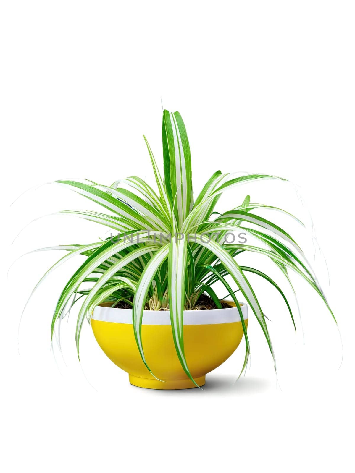 Spider Plant Leaf, vibrant green with white stripes, artfully cascading over a bright yellow bowl, suggesting movement and freshness, perfect