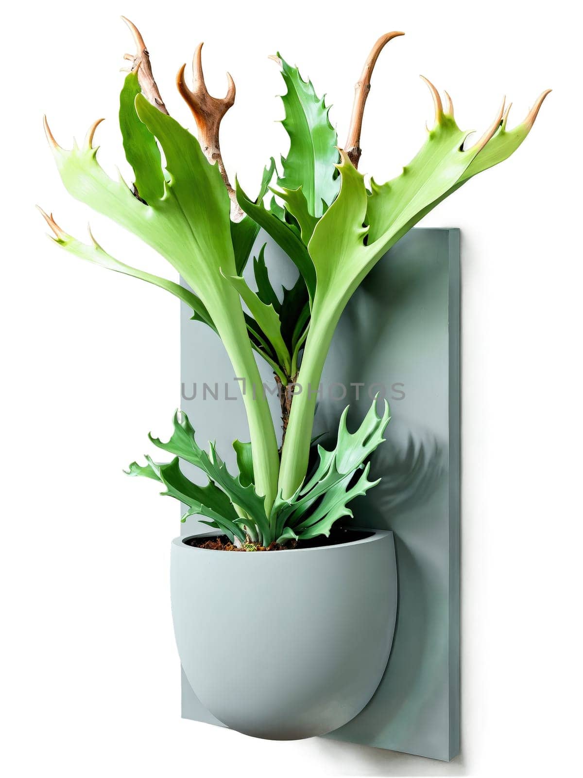 Staghorn Fern in a matte gray wall-mounted planter, unique antler-shaped leaves with soft green tones, isolated dynamic