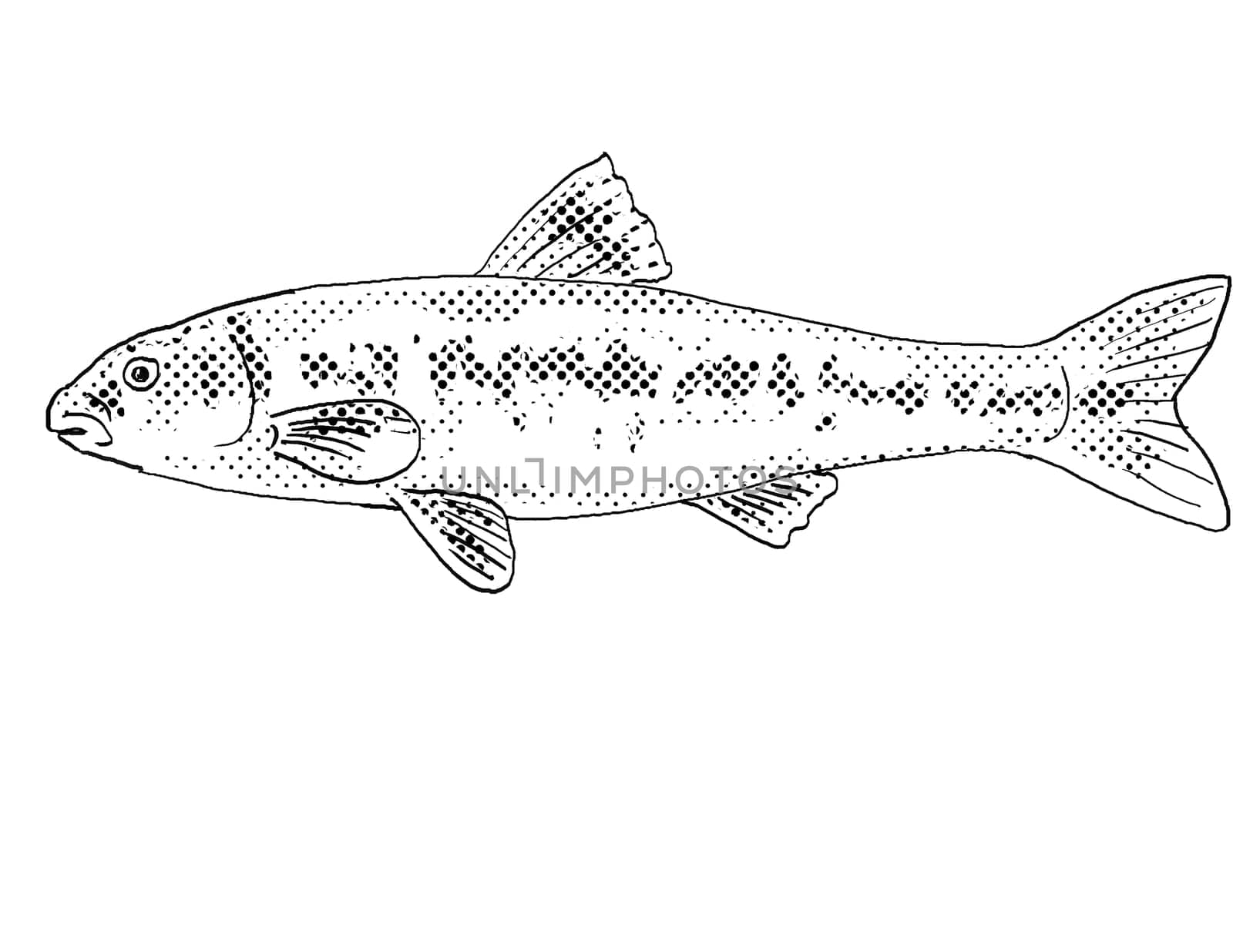 Cartoon style line drawing of a largescale stoneroller or Campostoma oligolepis a freshwater fish endemic to North America with halftone dots shading on isolated background in black and white.