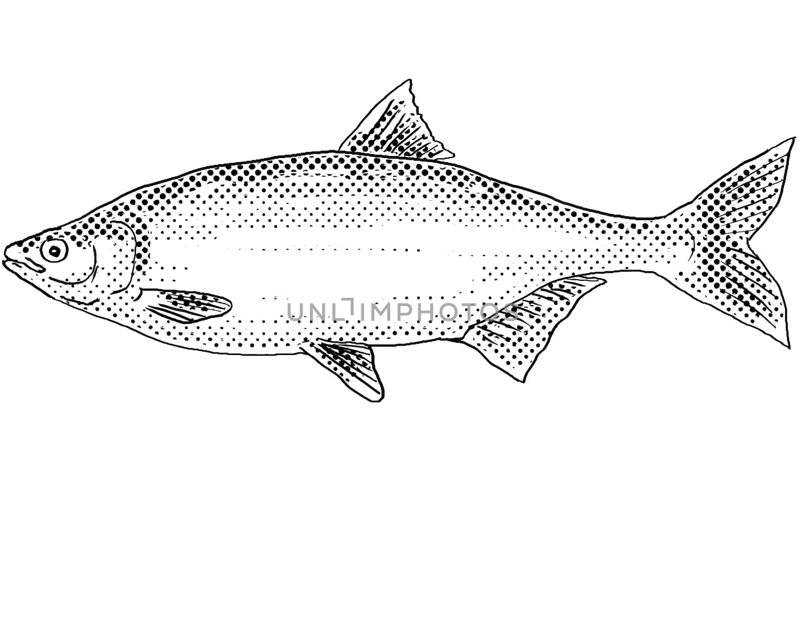Cartoon style line drawing of a hitch or Lavinia exilicauda a freshwater fish endemic to North America with halftone dots shading on isolated background in black and white.