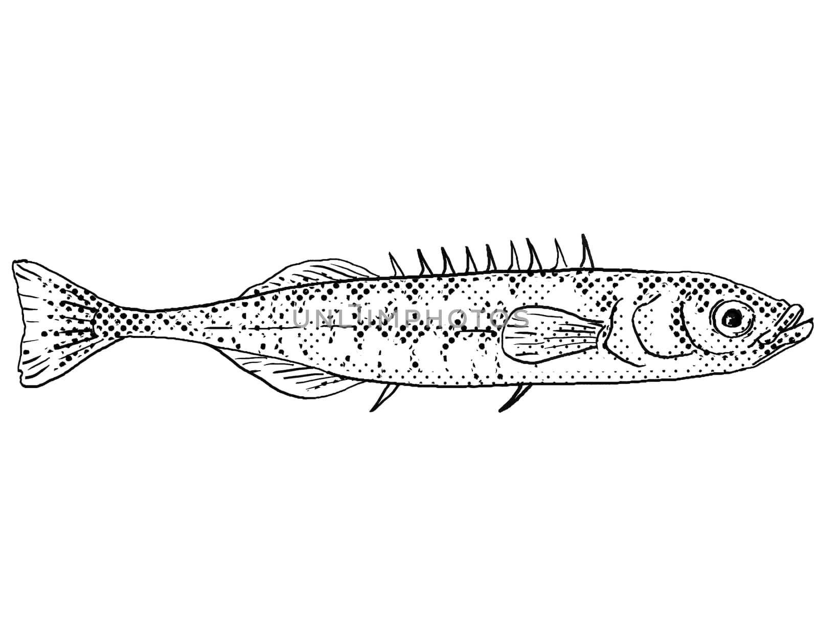 Cartoon style line drawing of a ninespine stickleback or Pungitius pungitius,  ten-spined stickleback  a freshwater fish endemic to North America with halftone dots shading on isolated background in black and white.