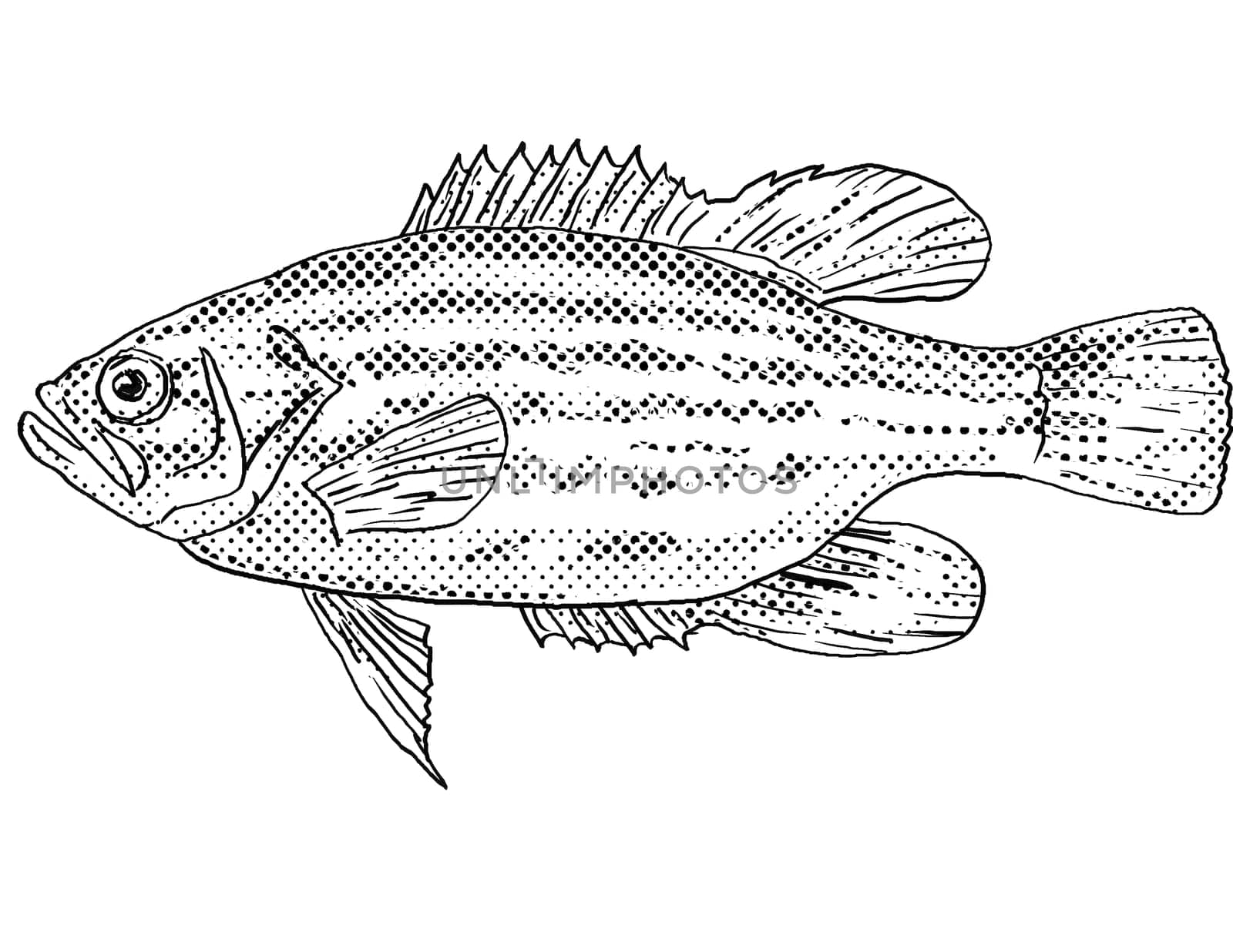 Cartoon style line drawing of a mud sunfish or Acantharchus pomotis a freshwater fish endemic to North America with halftone dots shading on isolated background in black and white.