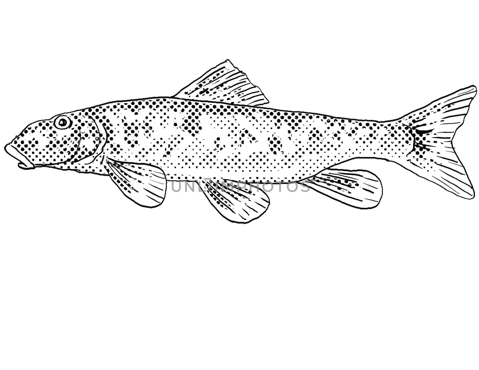 Cartoon style line drawing of a northern hogsucker or Hypentelium nigricans a freshwater fish endemic to North America with halftone dots shading on isolated background in black and white.