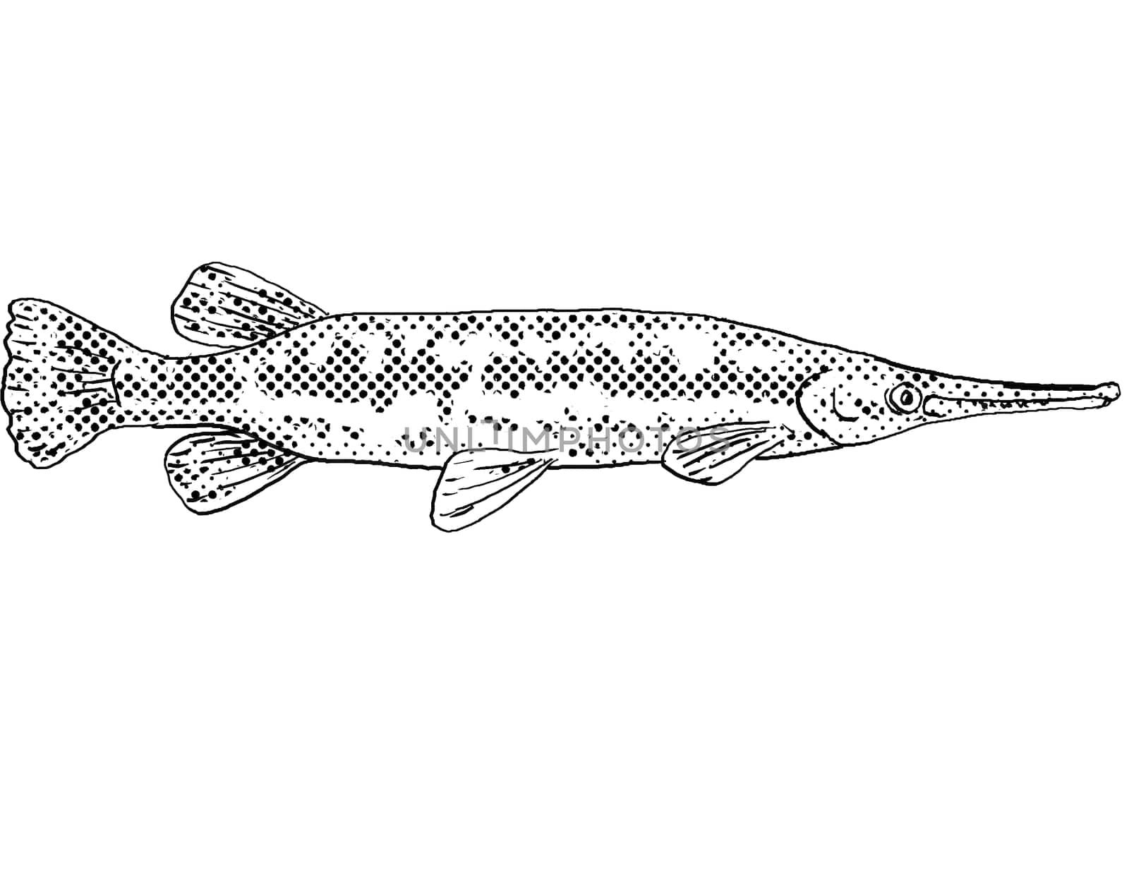 Cartoon style line drawing of a longnose gar Lepisosteus osseus, longnose garpike or billy gar a freshwater fish endemic to North America with halftone dots shading on isolated background in black and white.