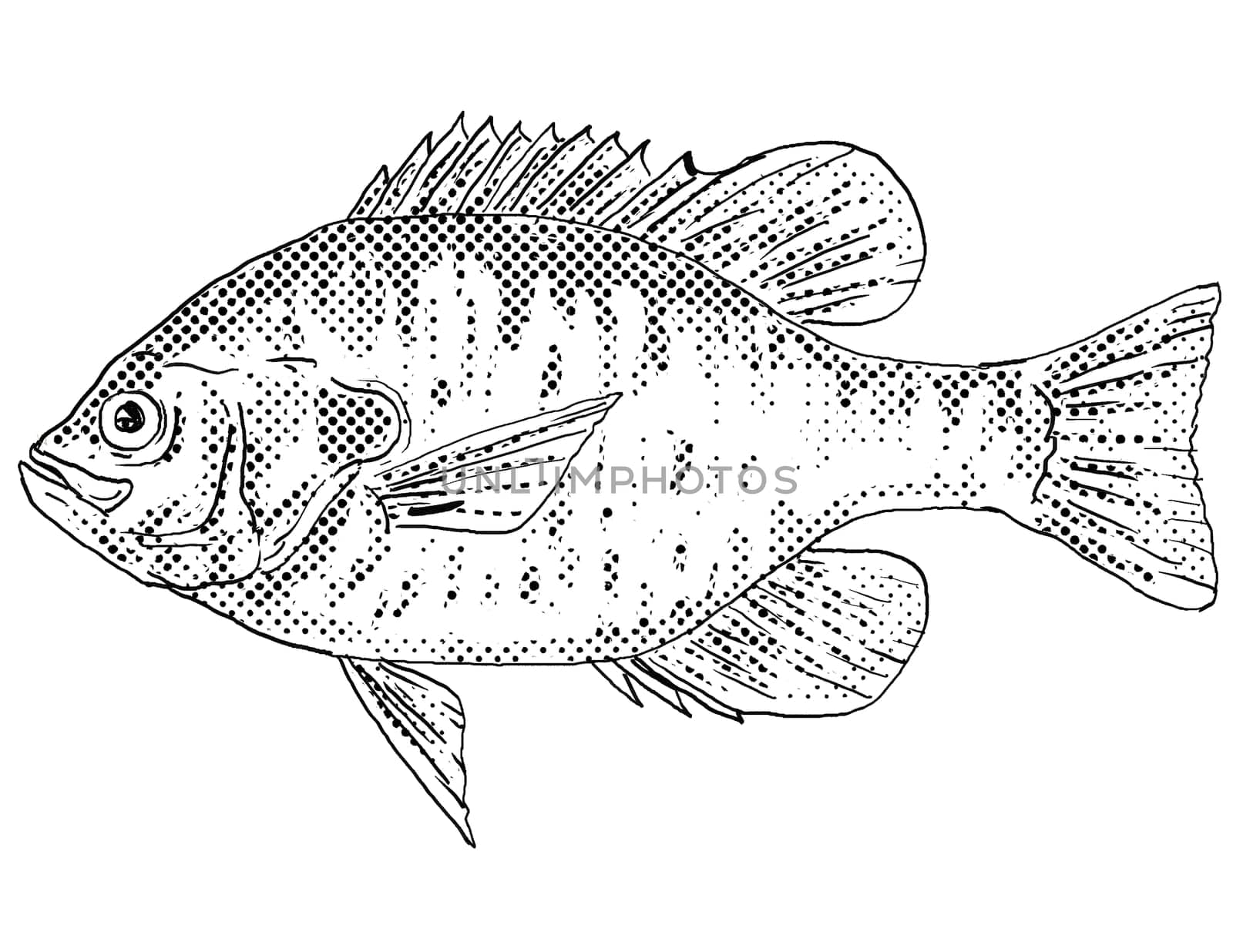 Cartoon style line drawing of a redear sunfish Lepomis microlophus, shellcracker, Georgia bream, cherry gill, chinquapin, improved bream, rouge ear sunfish or  sun perch a freshwater fish endemic to North America with halftone dots shading on isolated background in black and white.