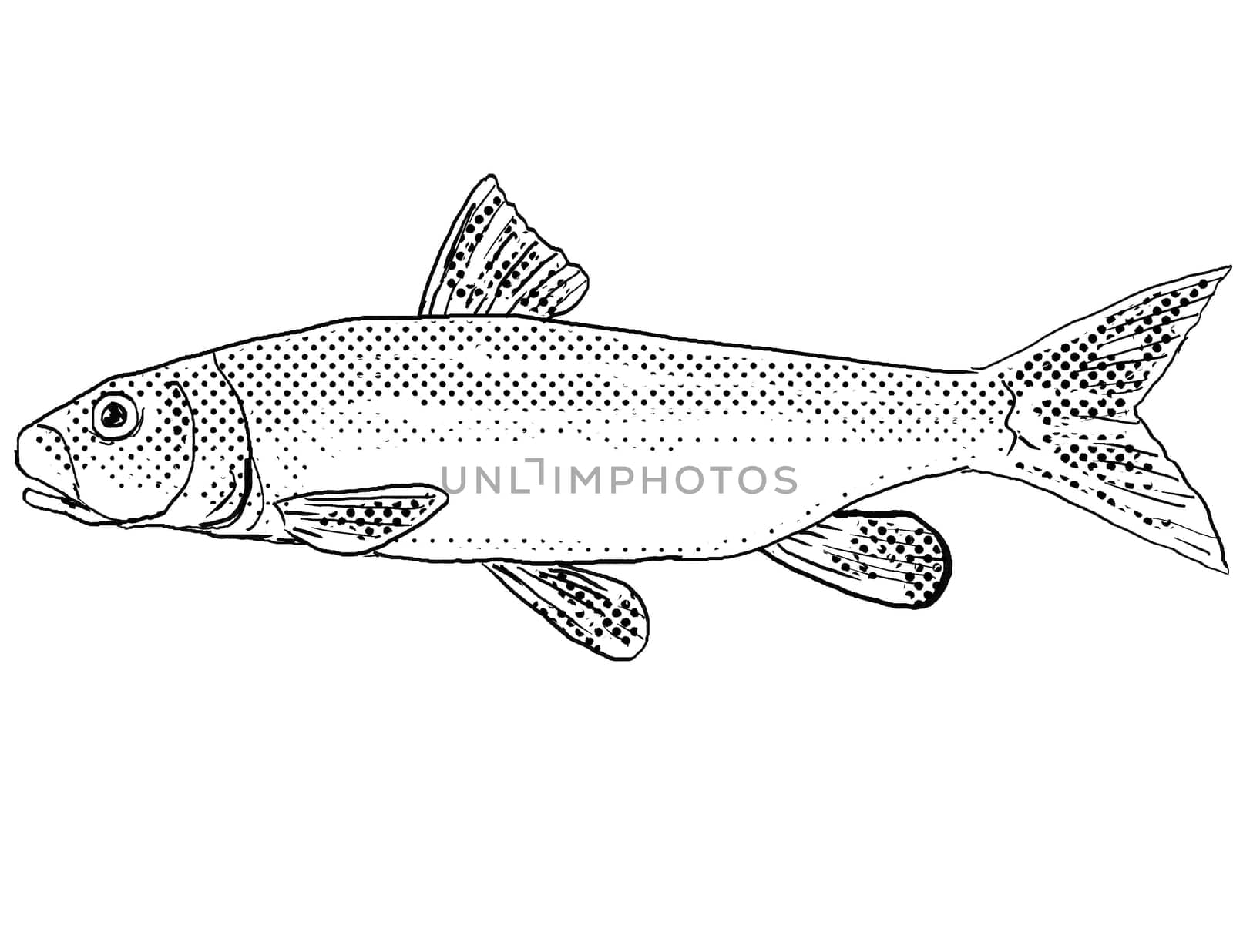 Cartoon style line drawing of a river redhorse or Moxostoma carinatum a freshwater fish endemic to North America with halftone dots shading on isolated background in black and white.