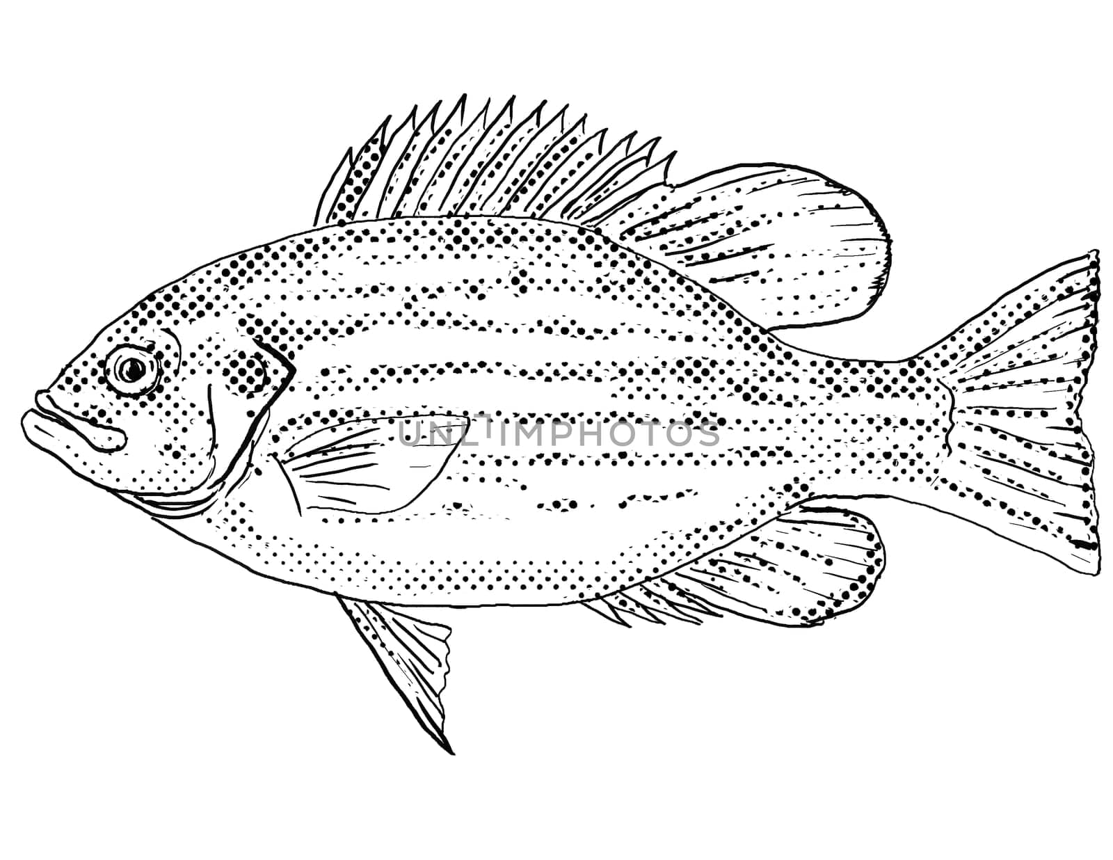 Cartoon style line drawing of a rock bass Ambloplites rupestris rock perch, goggle-eye, red eye or black perch, a freshwater fish endemic to North America with halftone dots shading on isolated background in black and white.