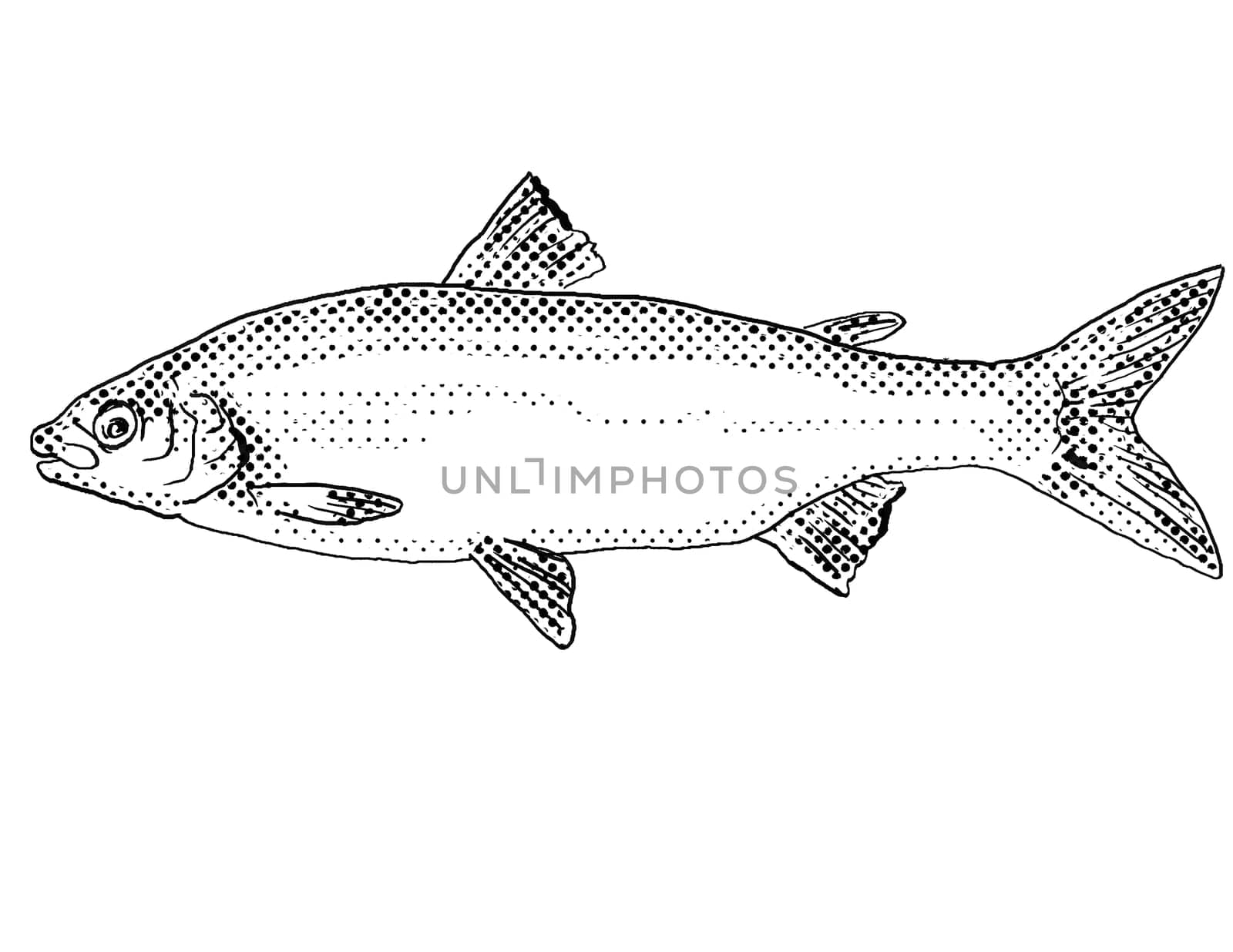 Cartoon style line drawing of a lake whitefish or Coregonus clupeaformis a freshwater fish endemic to North America with halftone dots shading on isolated background in black and white.