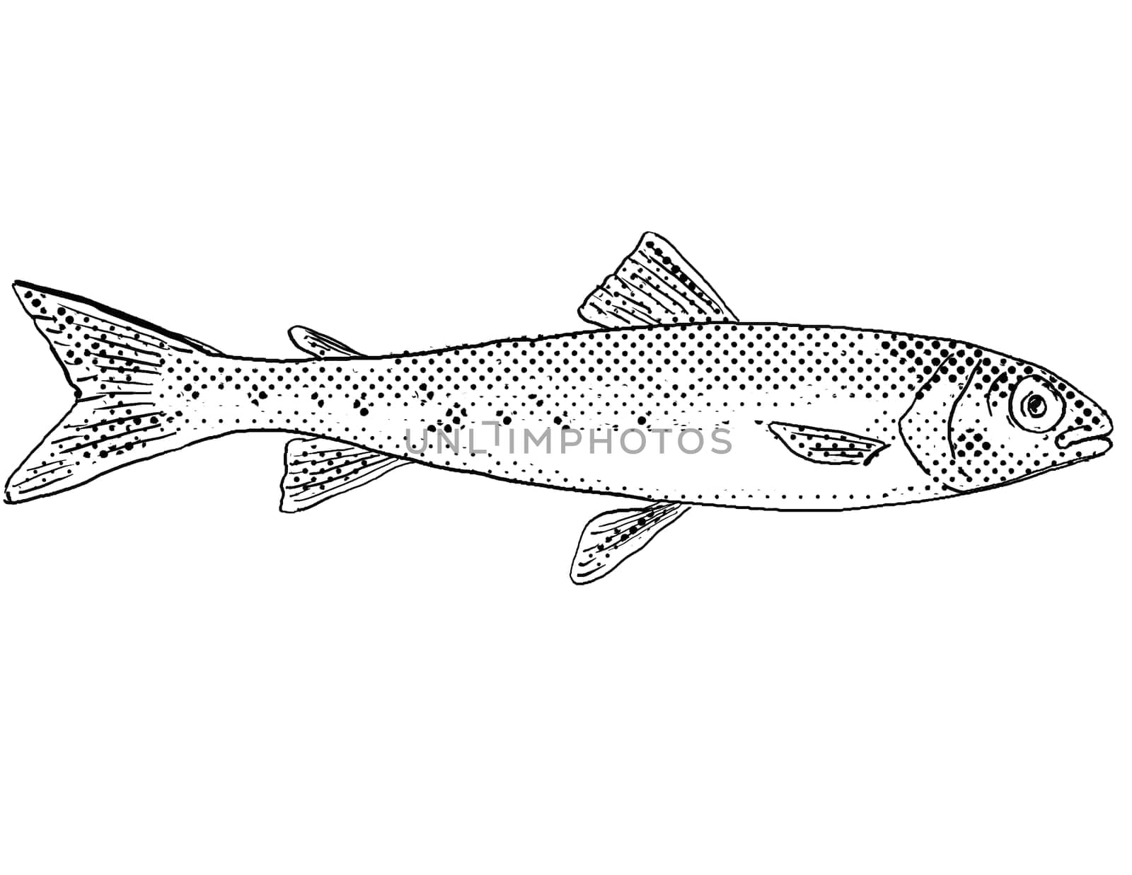 Cartoon style line drawing of a round whitefish or Prosopium cylindraceum  a freshwater fish endemic to North America with halftone dots shading on isolated background in black and white.