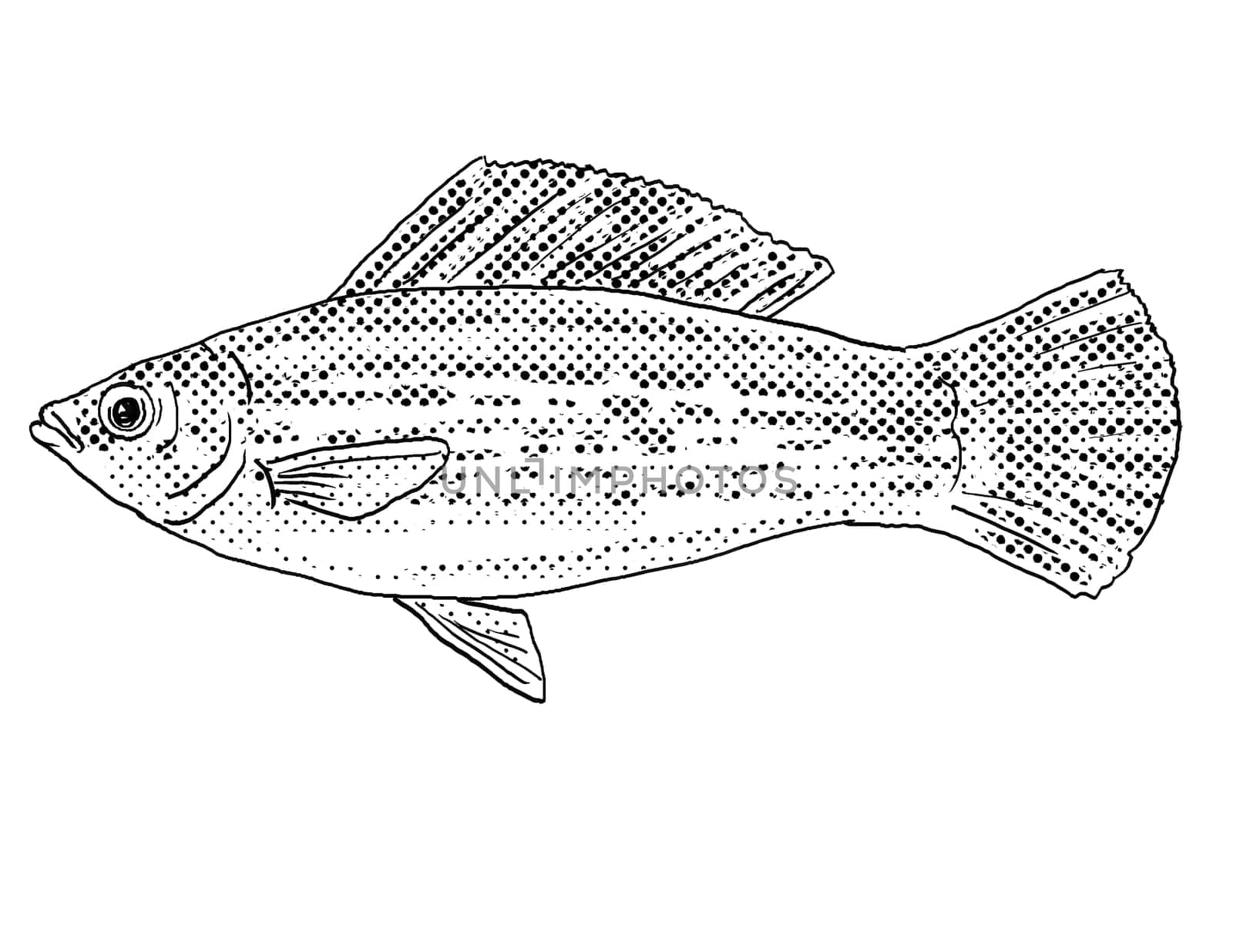 Cartoon style line drawing of a sailfin molly or Poecilia latipinna a freshwater fish endemic to North America with halftone dots shading on isolated background in black and white.